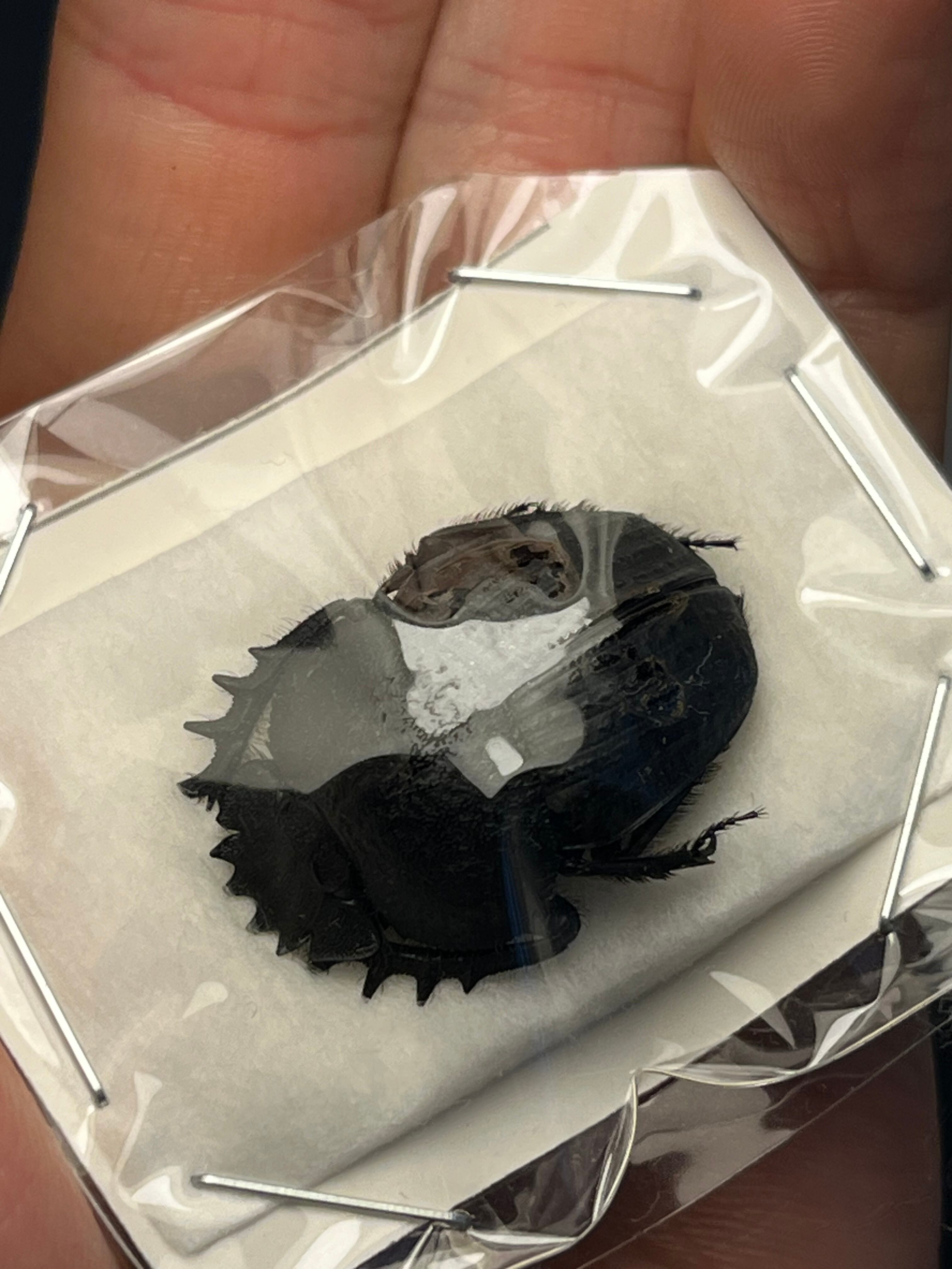 未展足】Scarabaeus catenatus 標本ハネナシタマオシコガネ 糞虫
