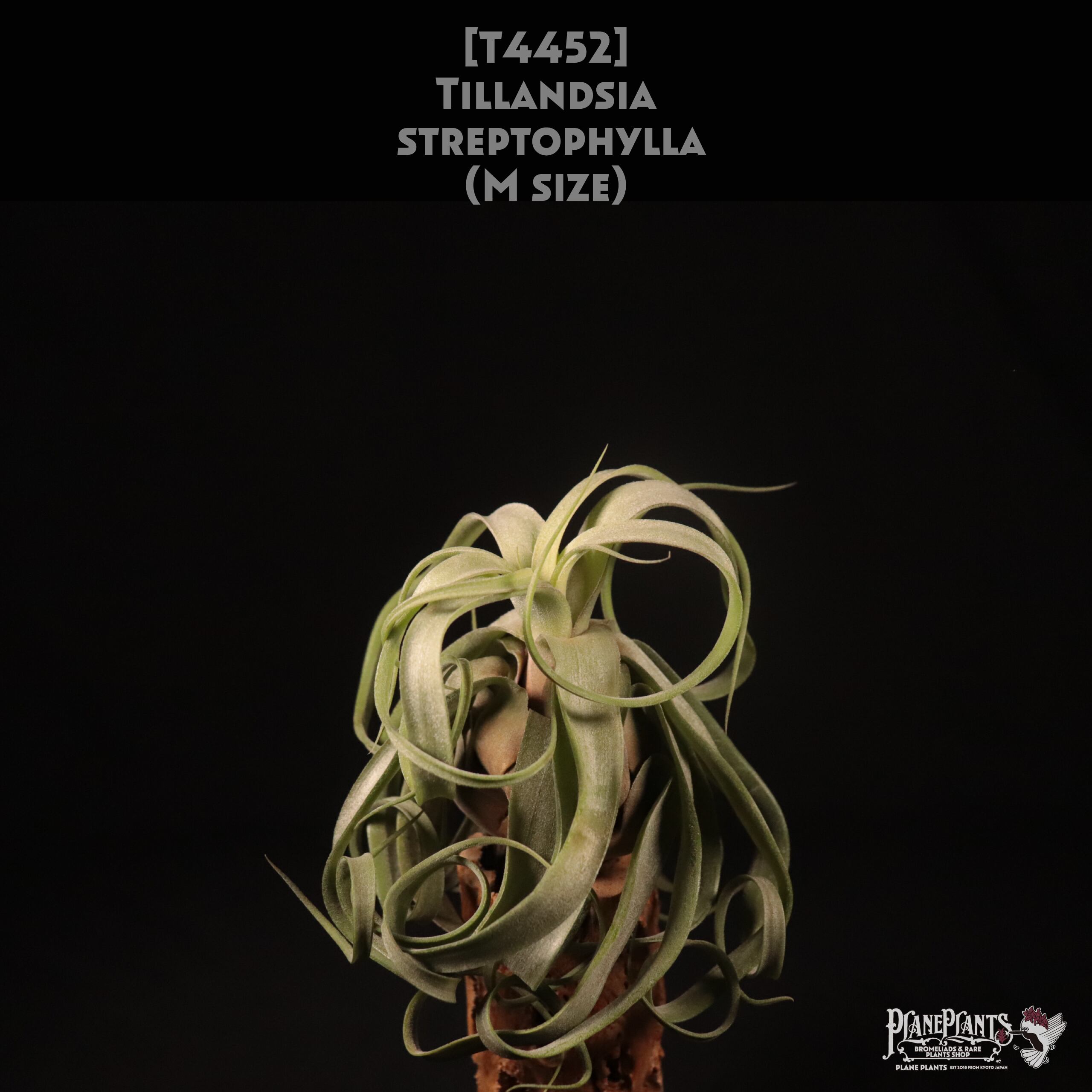 【送料無料】streptophylla M〔エアプランツ〕現品発送T4452