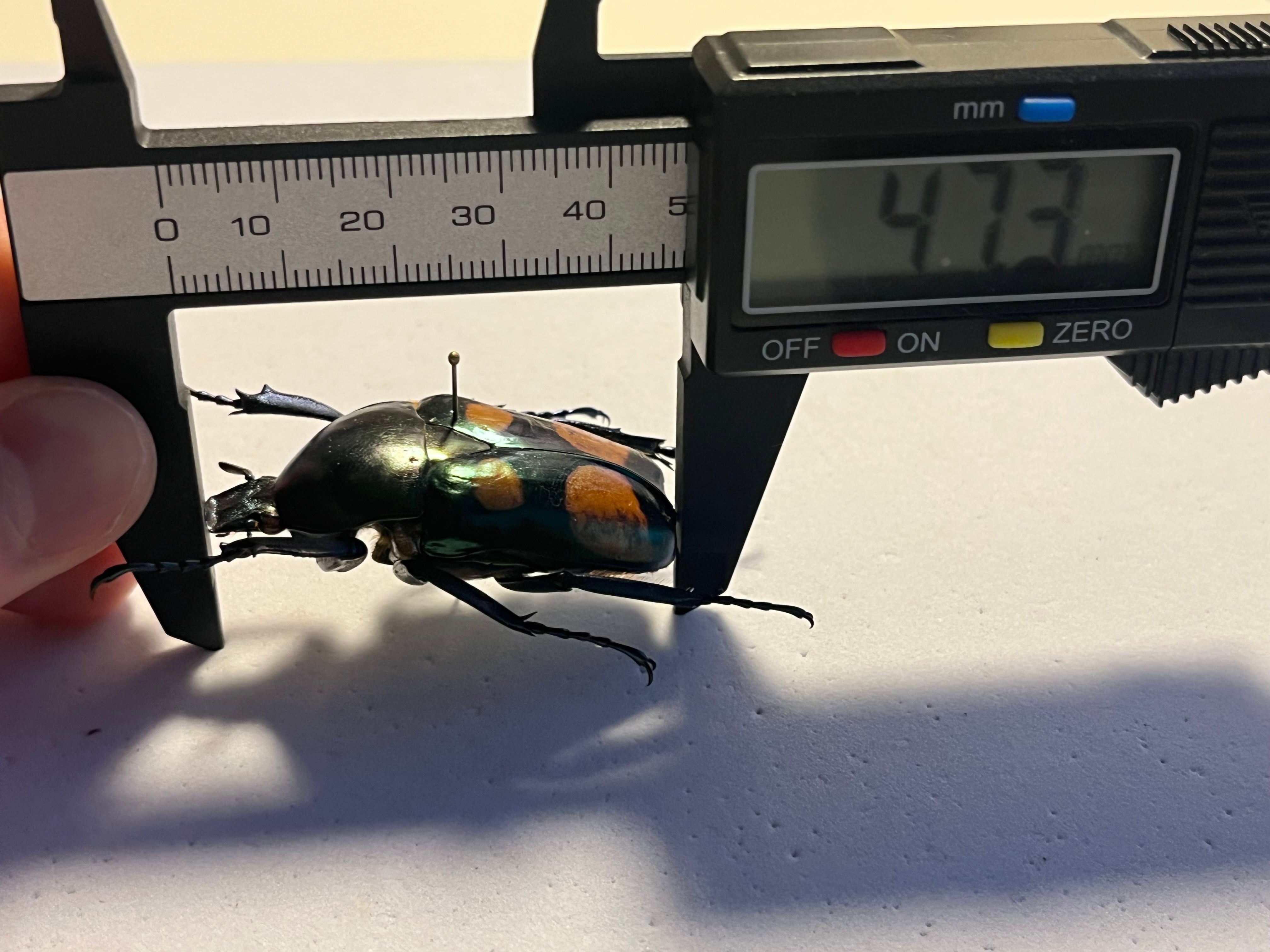 47mm♀】ラッケリーテナガカナブン 標本ウグイスコガネカメムシ