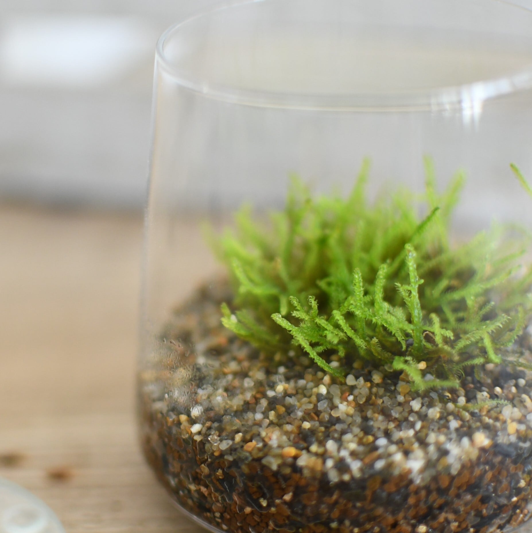 小さな苔の森 ハイゴケ 台形ポット 這うように成長 苔テラリウム 苔テラリウム専門ショップ道草 小さな苔の森 ハイゴケ 台形ポット 這うように成長 苔テラリウム 苔テラリウム専門ショップ道草