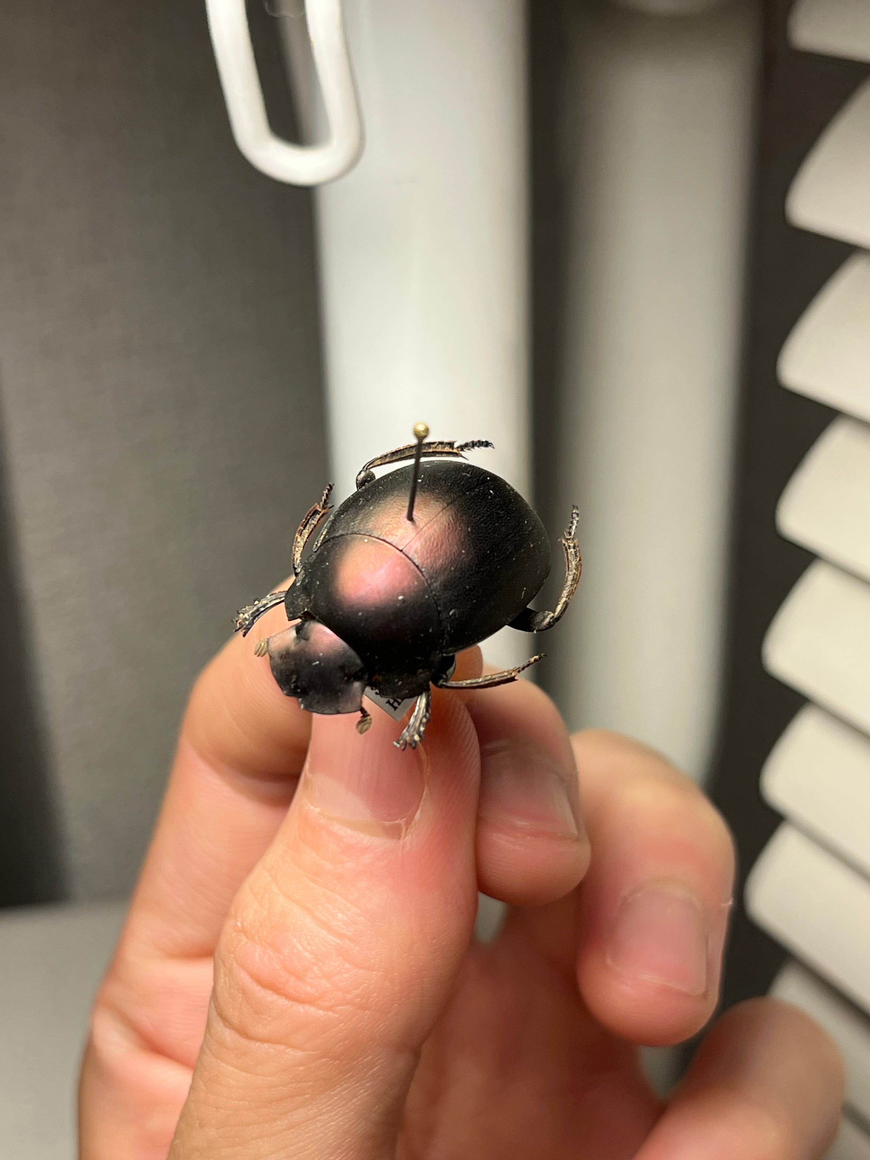 ダイコクコガネ 26mm ♂︎︎ ♀♀ 標本 大型 26mm】プラムタマオシコガネ Chalconotusフンコロガシ糞虫