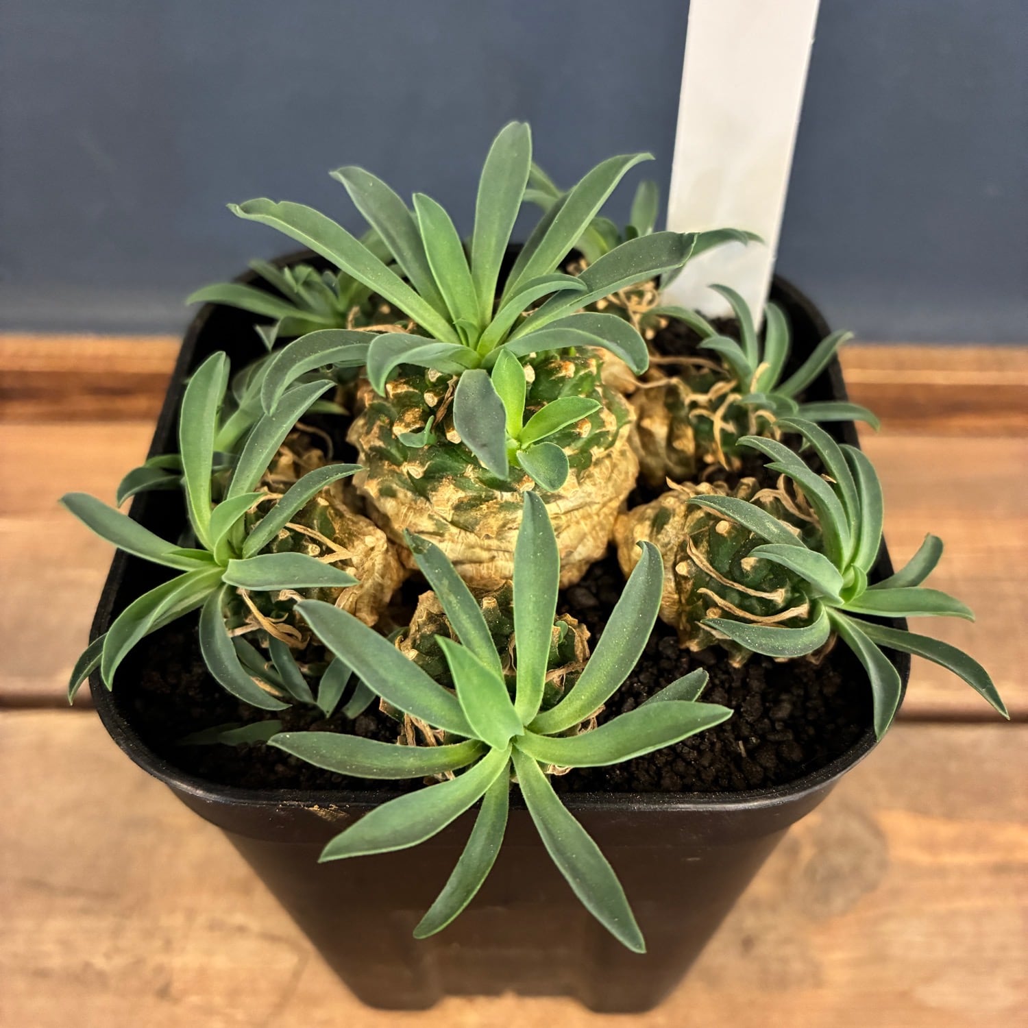 PROTOLEAF プロトリーフ