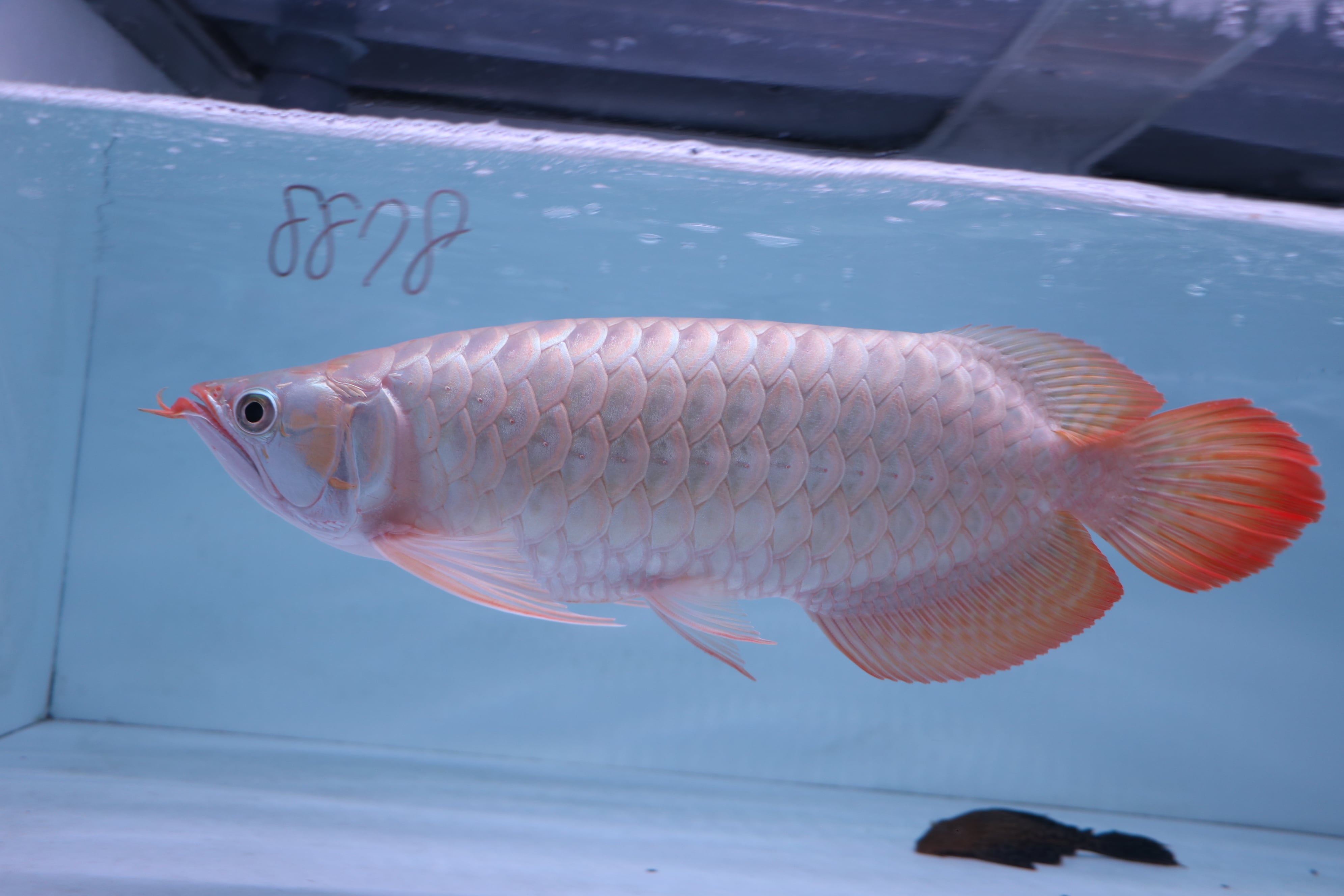 紅龍 no.8878（ハイボディ）☆完品トップクオリティ☆ ±43