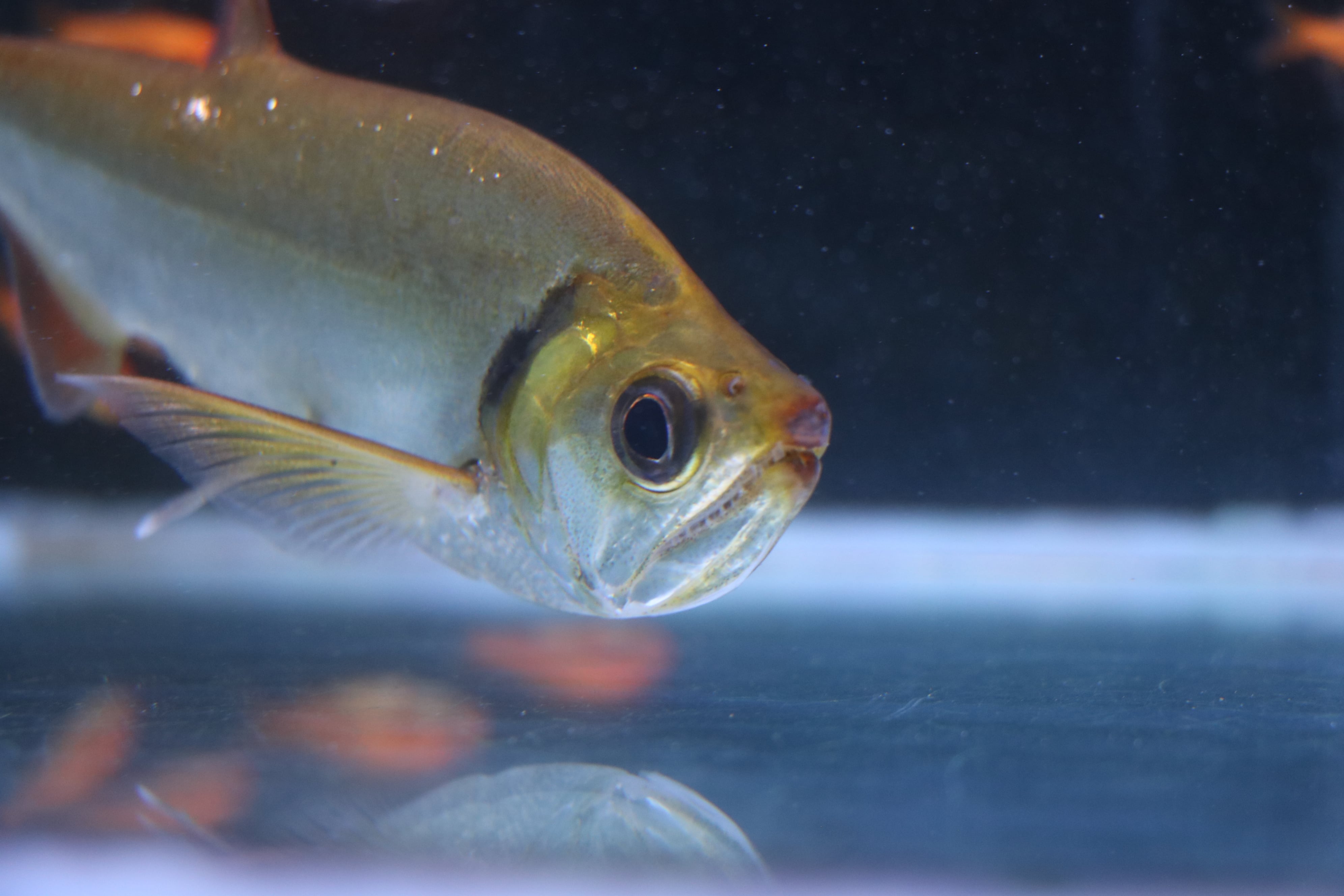 レッドフィンペーシュカショーロ（±22㌢） アロワナ等の大型魚