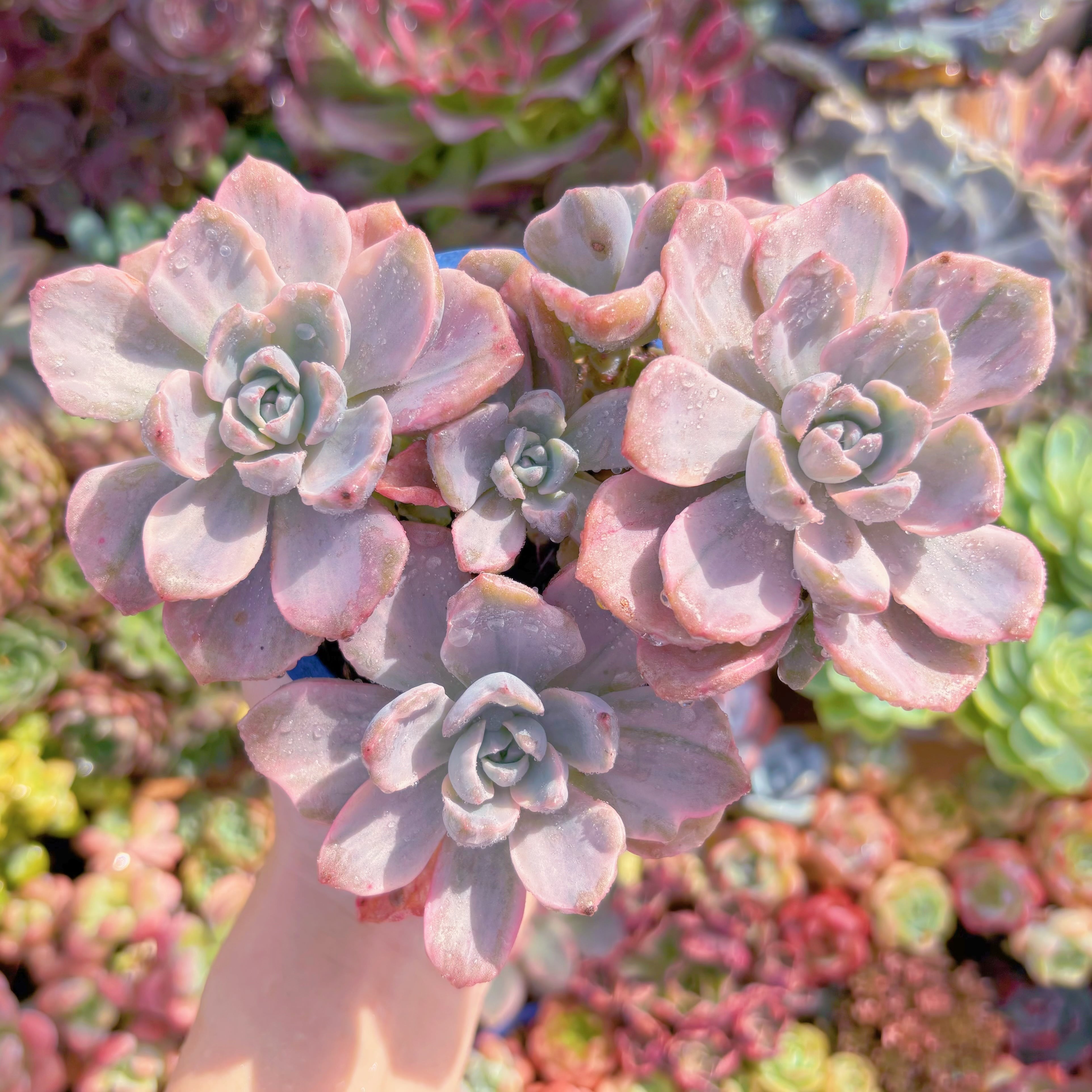 現品　リチャード錦#727　群生　るる農園