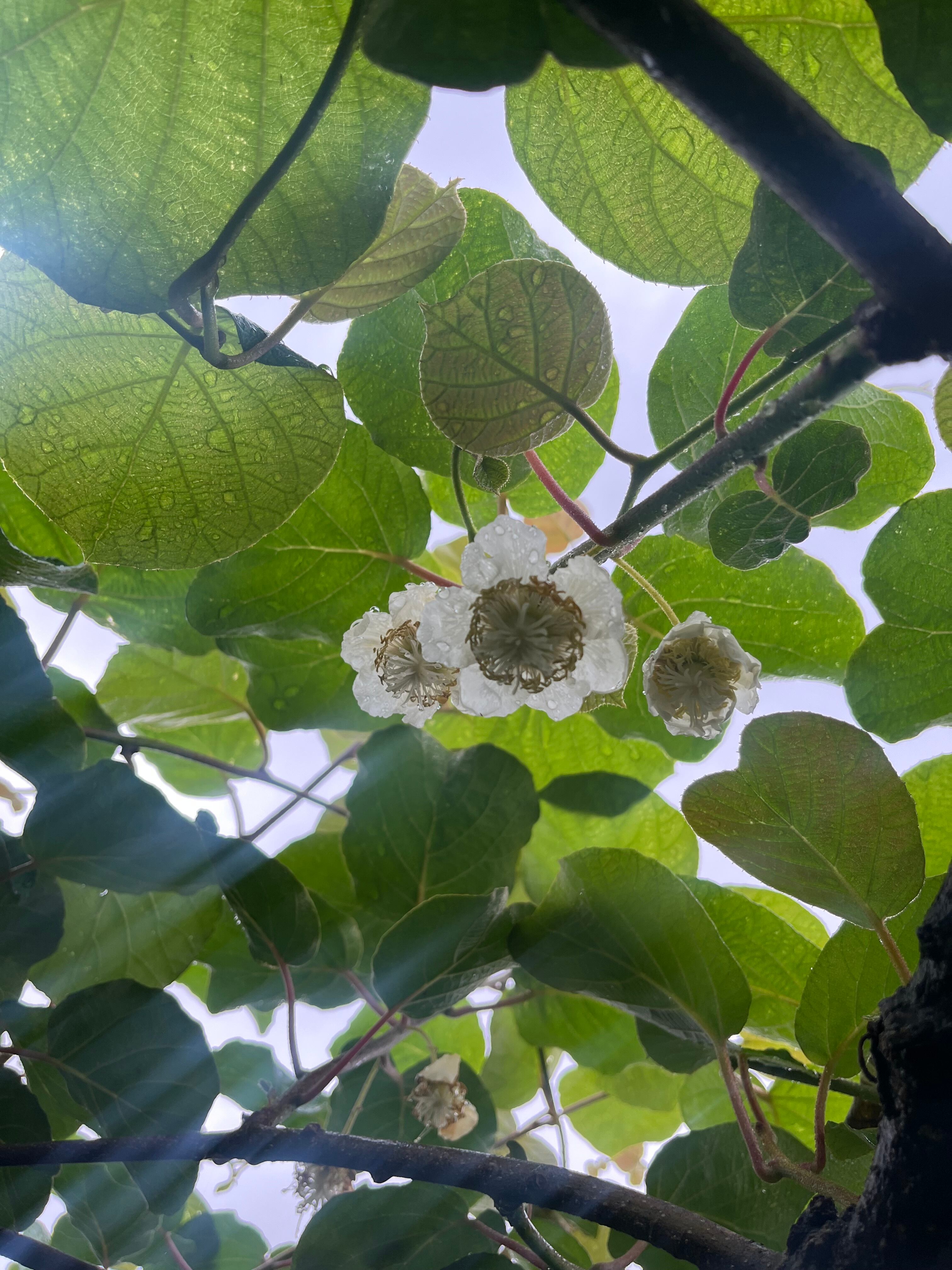 つなぎカジュージュレ６本入り　キウイ、レモン、木成り完熟甘夏のジュレ　3本入り