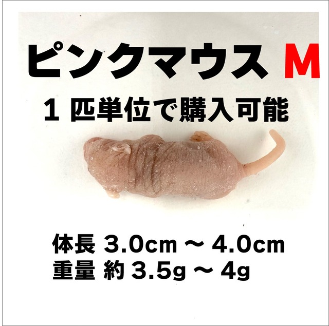 アダルト M 1匹