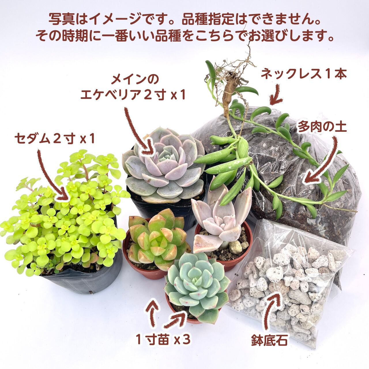 送料込】多肉植物寄せ植え用苗セット！初心者さん向け手順書つき  