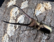 【WD】《メタリフェルホソアカ亜種フィナエ 85.5mm ペア》