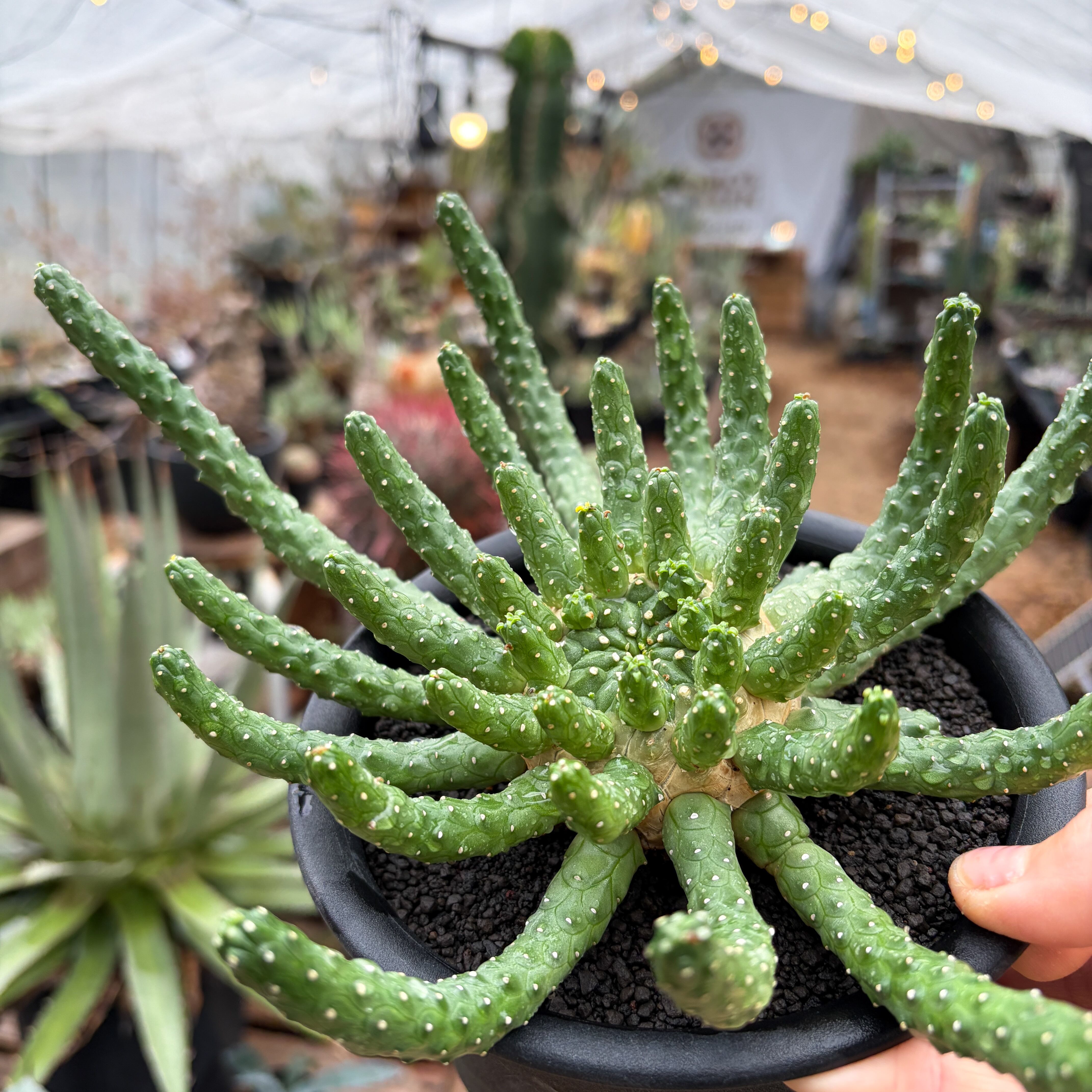 Euphorbia inermis 九頭竜　大株 Euphorbia inermis【ユーフォルビア・イネルミス・九頭竜】 | RIMO'S