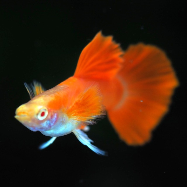 【セール】RREAレッドテールタキシード　若魚2ペア