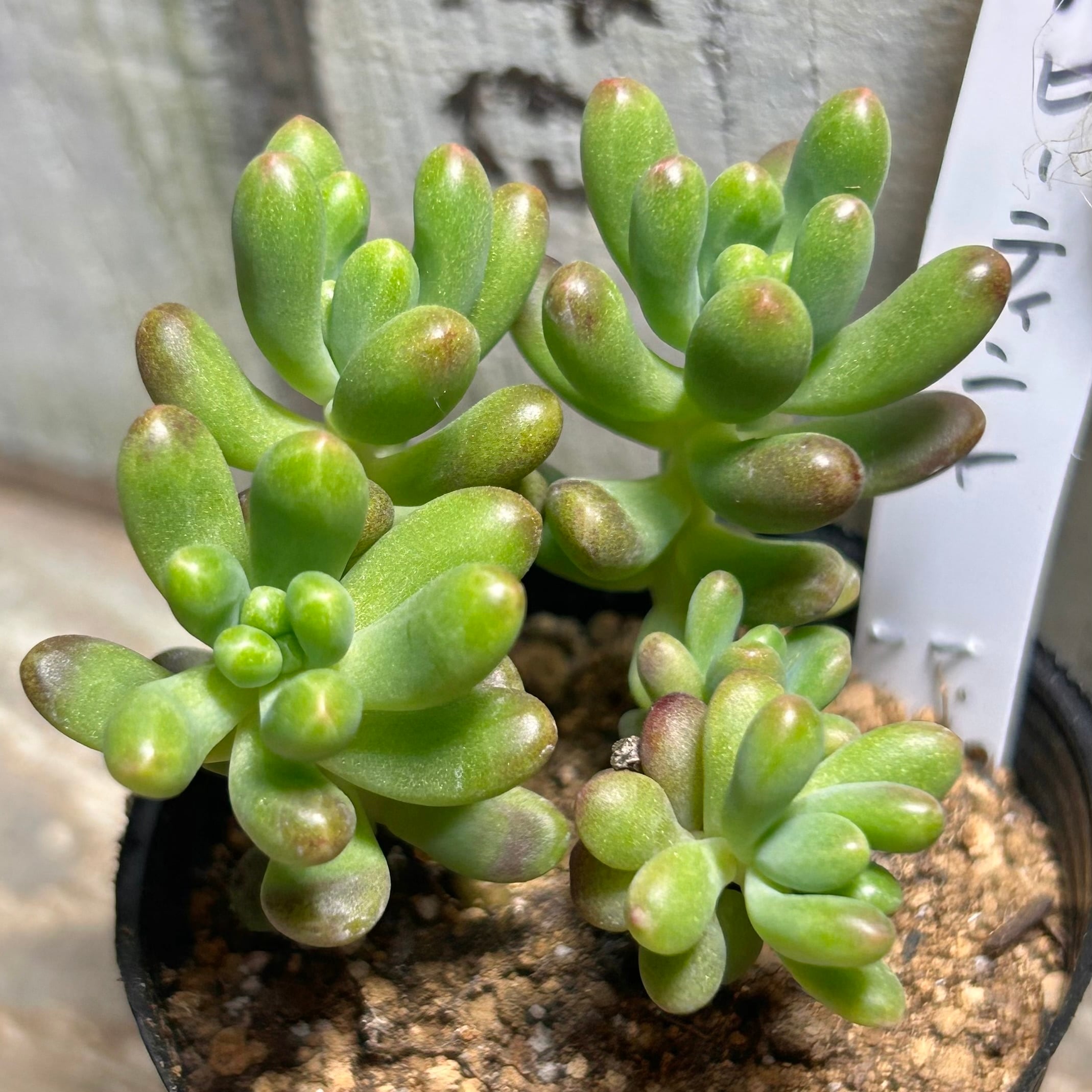 ルビーティント | RuPo 多肉植物専門店