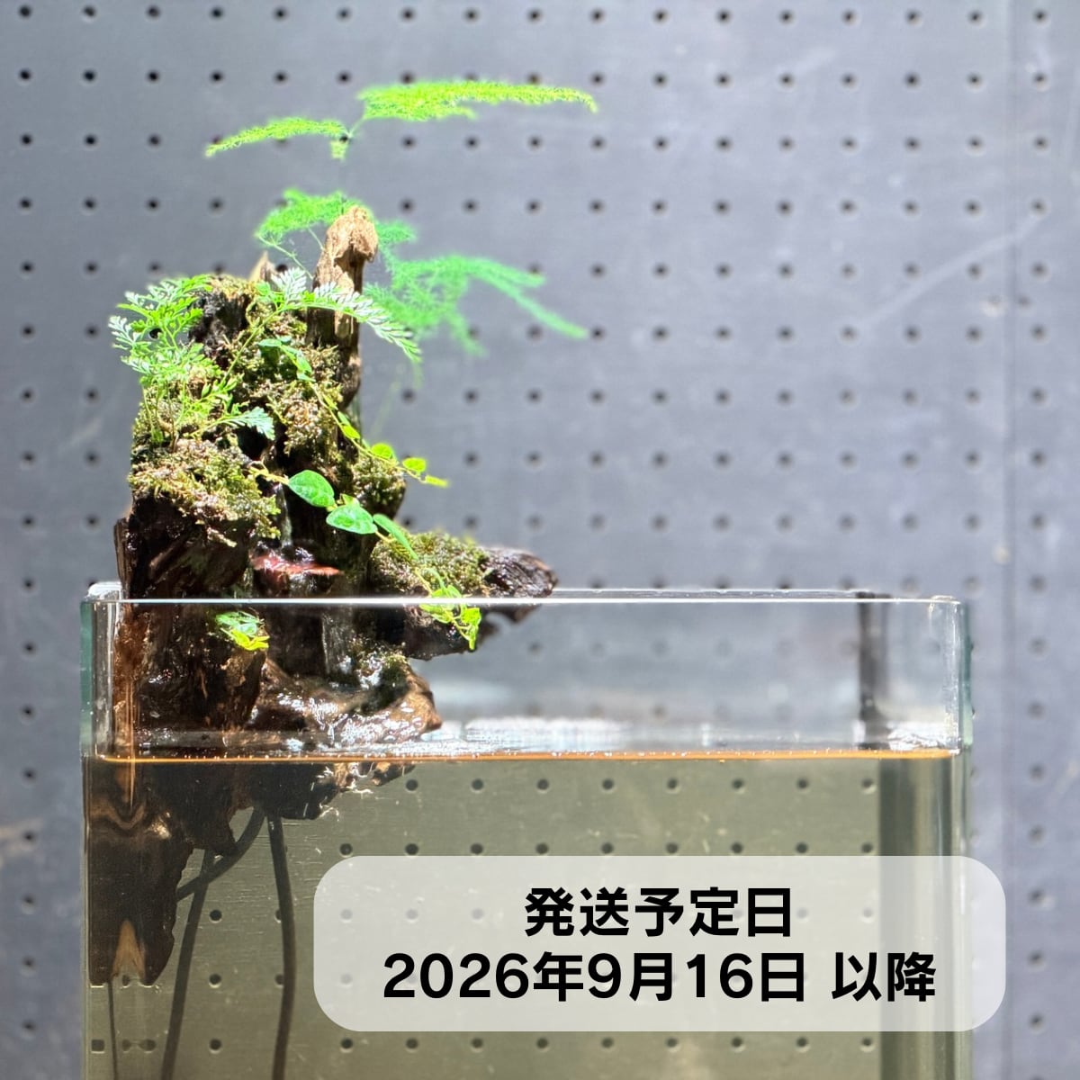 アクアテラリウム 浮根～fune～【125】｜水槽に引っかけるだけで