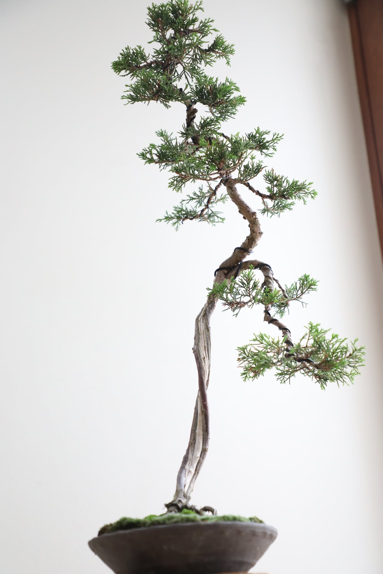 M】糸魚川真柏 盆栽 ※推定樹齢30年/Juniper Shimpaku | 【厳選植物・器