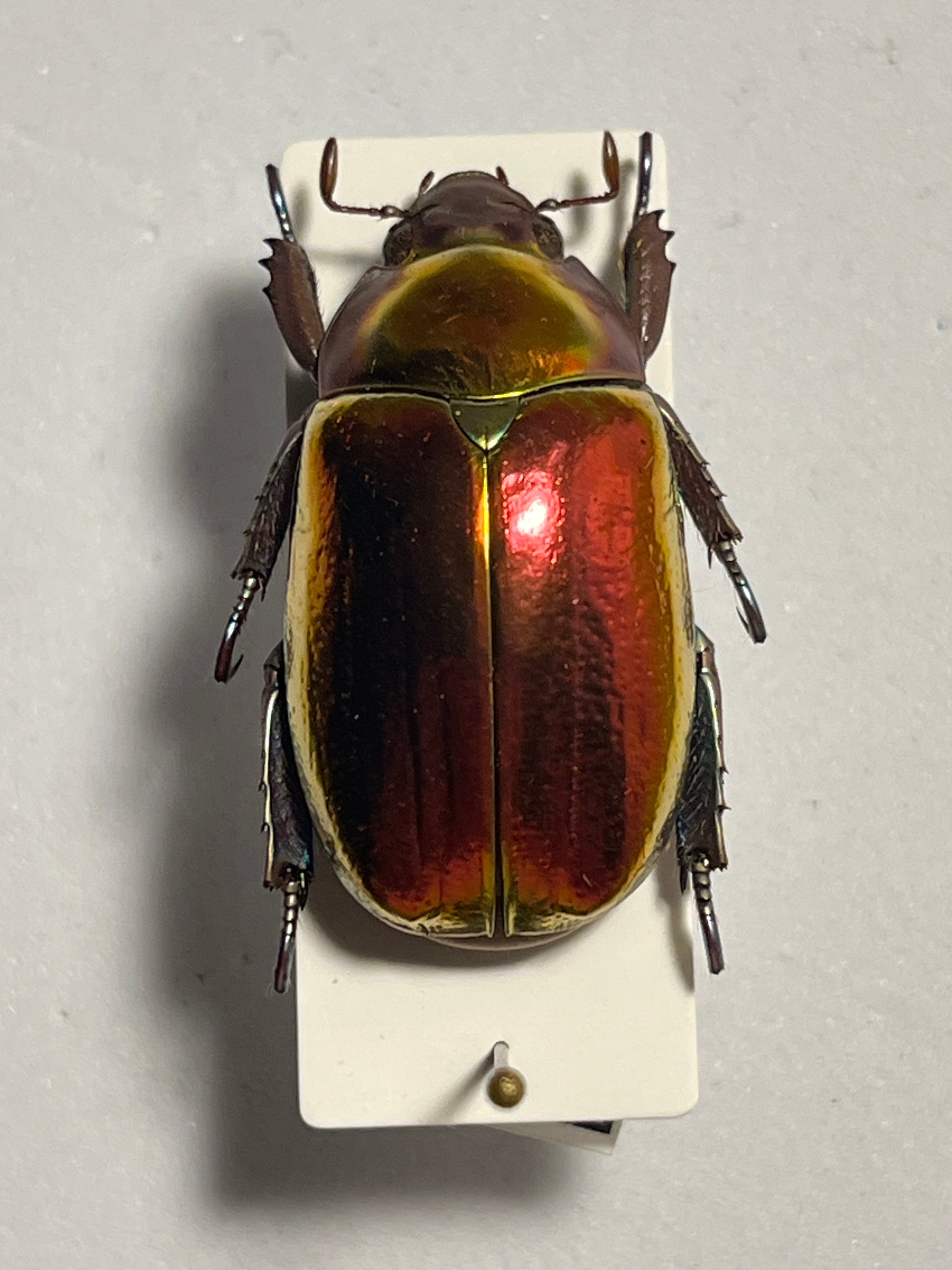 希少産地】中国産のマキバネコロギス 昆虫標本バッタ キリギリス