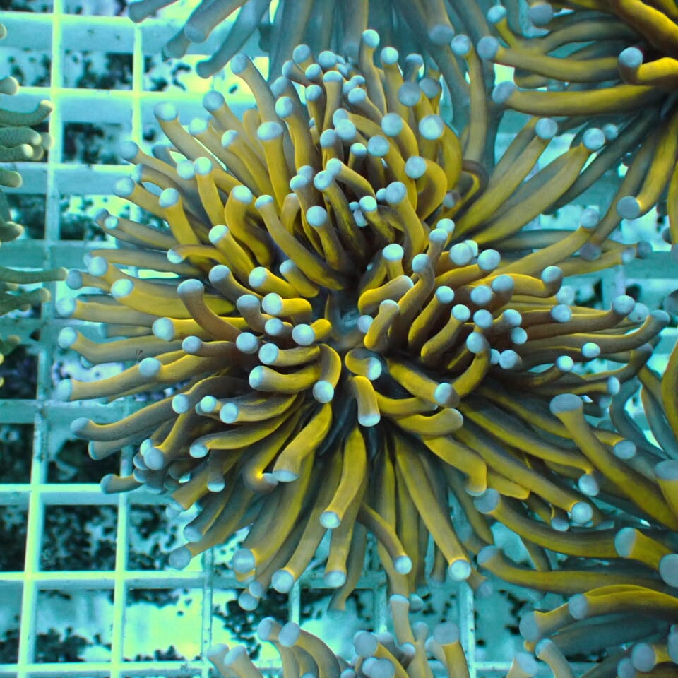 ハナサンゴ / Torch | HOUSE REEF(ハウスリーフ)サンゴ・海水魚・海藻