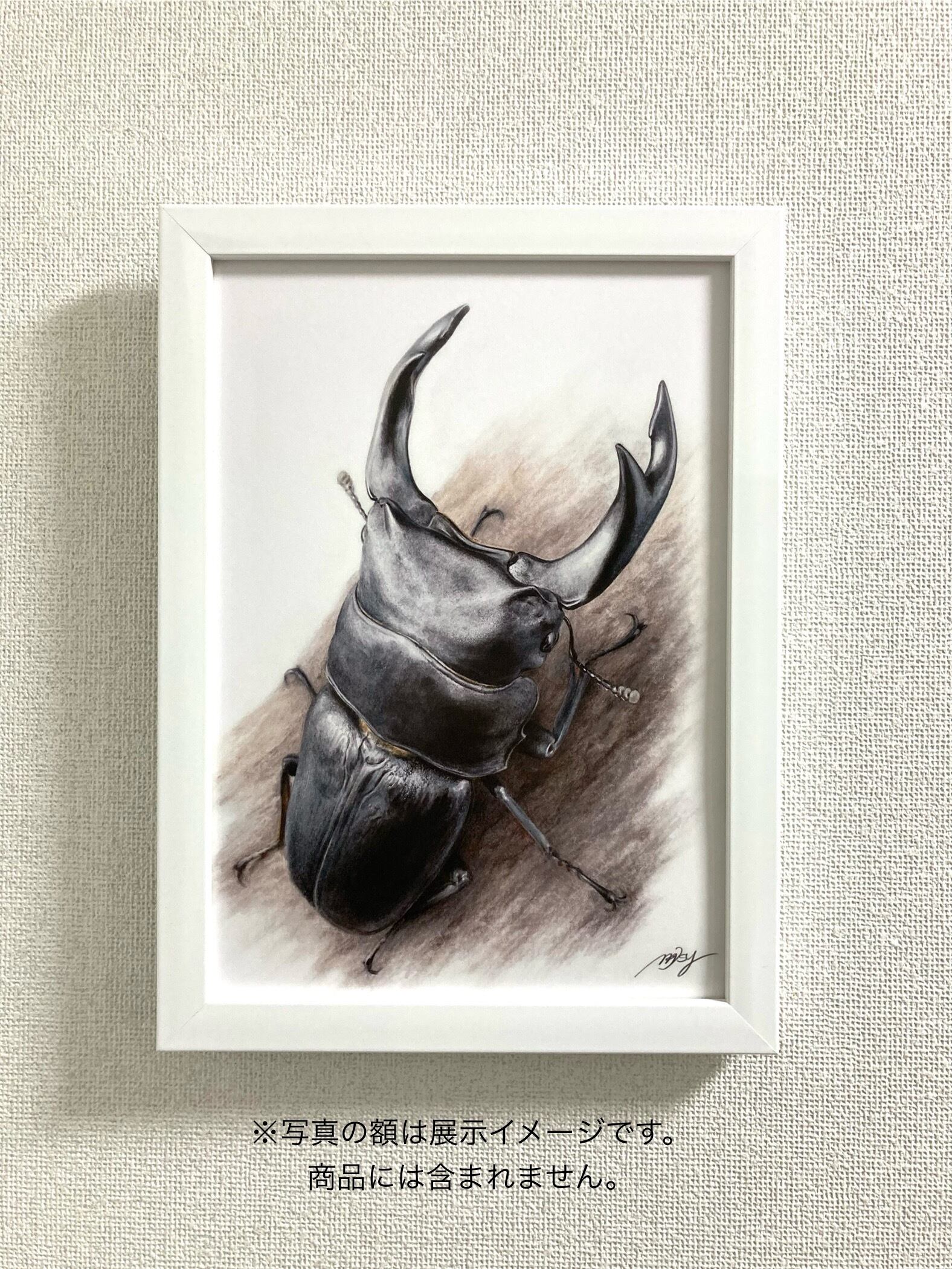 昆虫イラスト 色鉛筆画（プリント）オオクワガタ | Pay ID