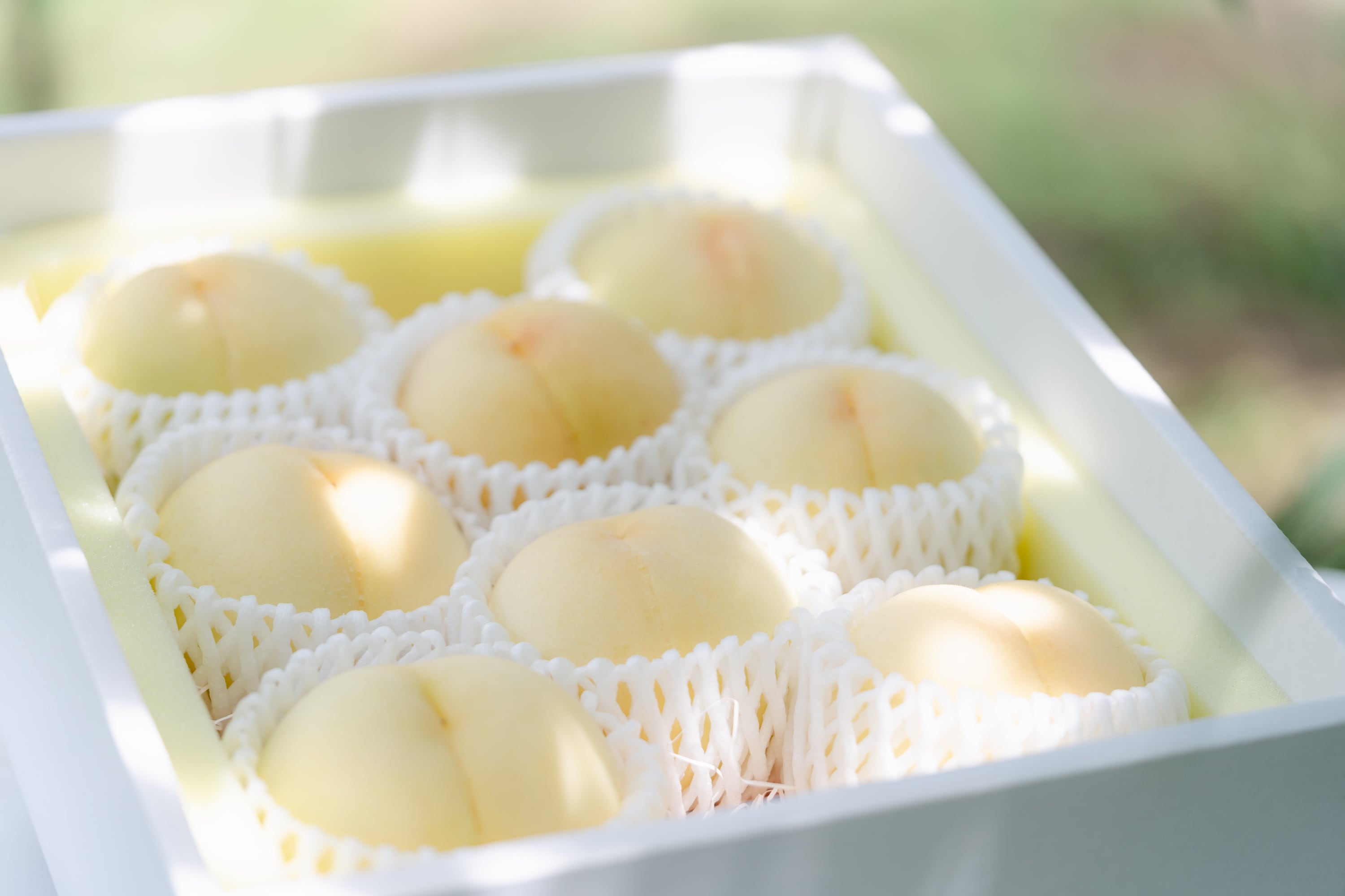 数量限定・希少品種!白桃の大トロ『おかやま夢白桃』2kg(5〜8玉)