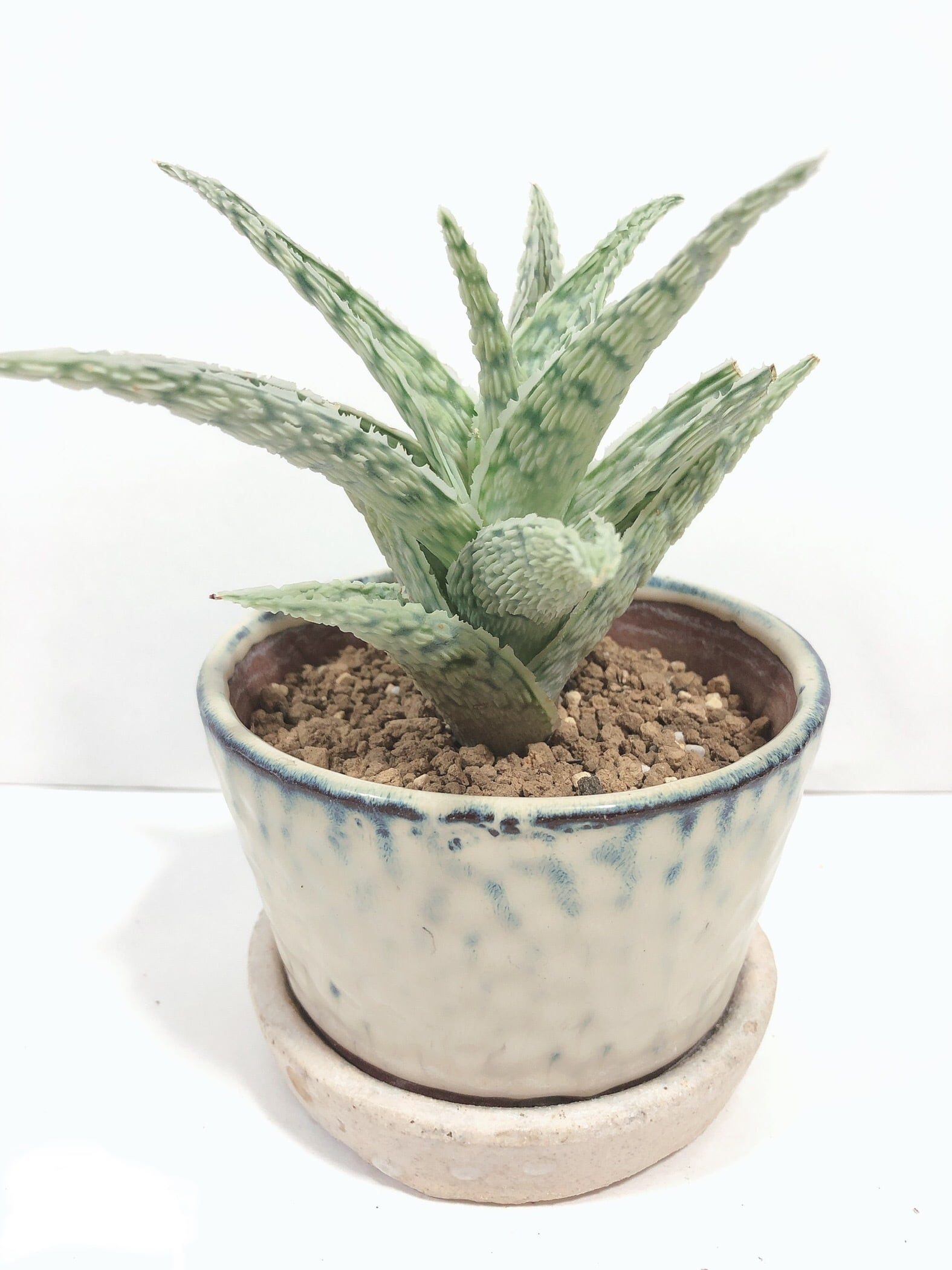 Aloe Rauhii アロエ ラウヒー 交配種 多肉植物 Plants Maru ー 多肉植物 サボテン 園芸グッズのお店 ー