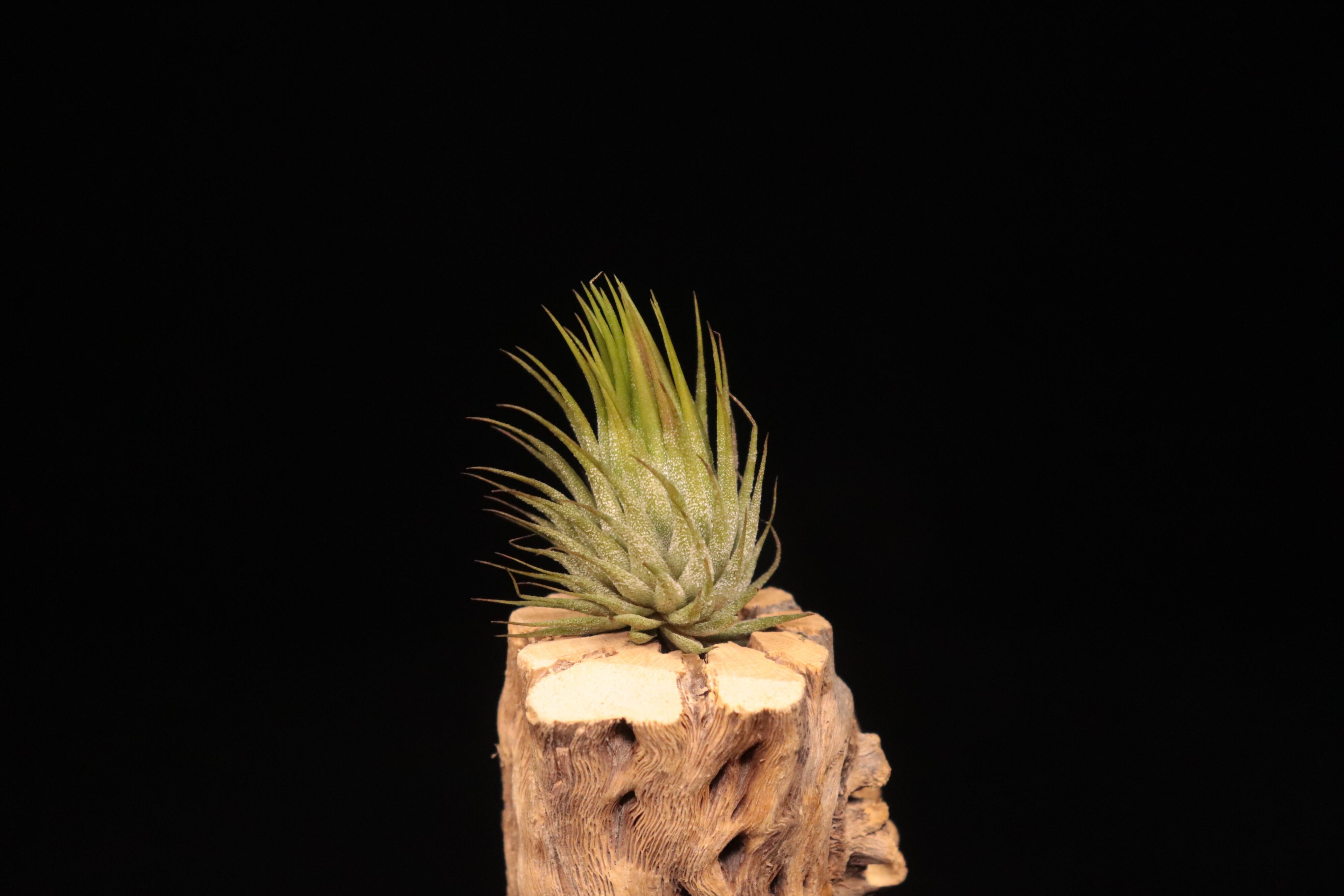 送料無料】ionantha 'Apretado' × ionantha 'Peanuts'〔エアプランツ