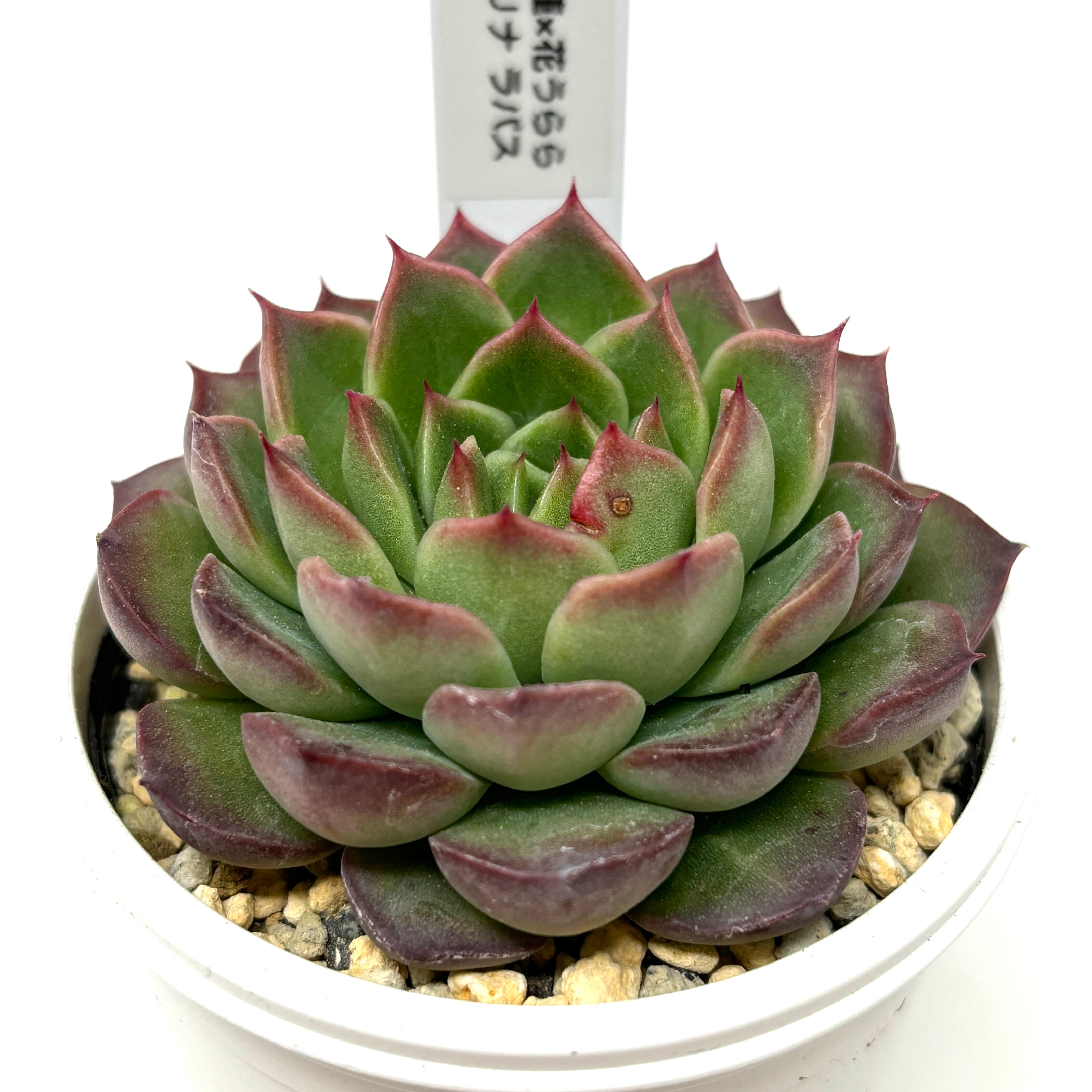 ❤️専用❤️リラシナ錦❤️抜き苗 週末セール♪ 【公式通販】