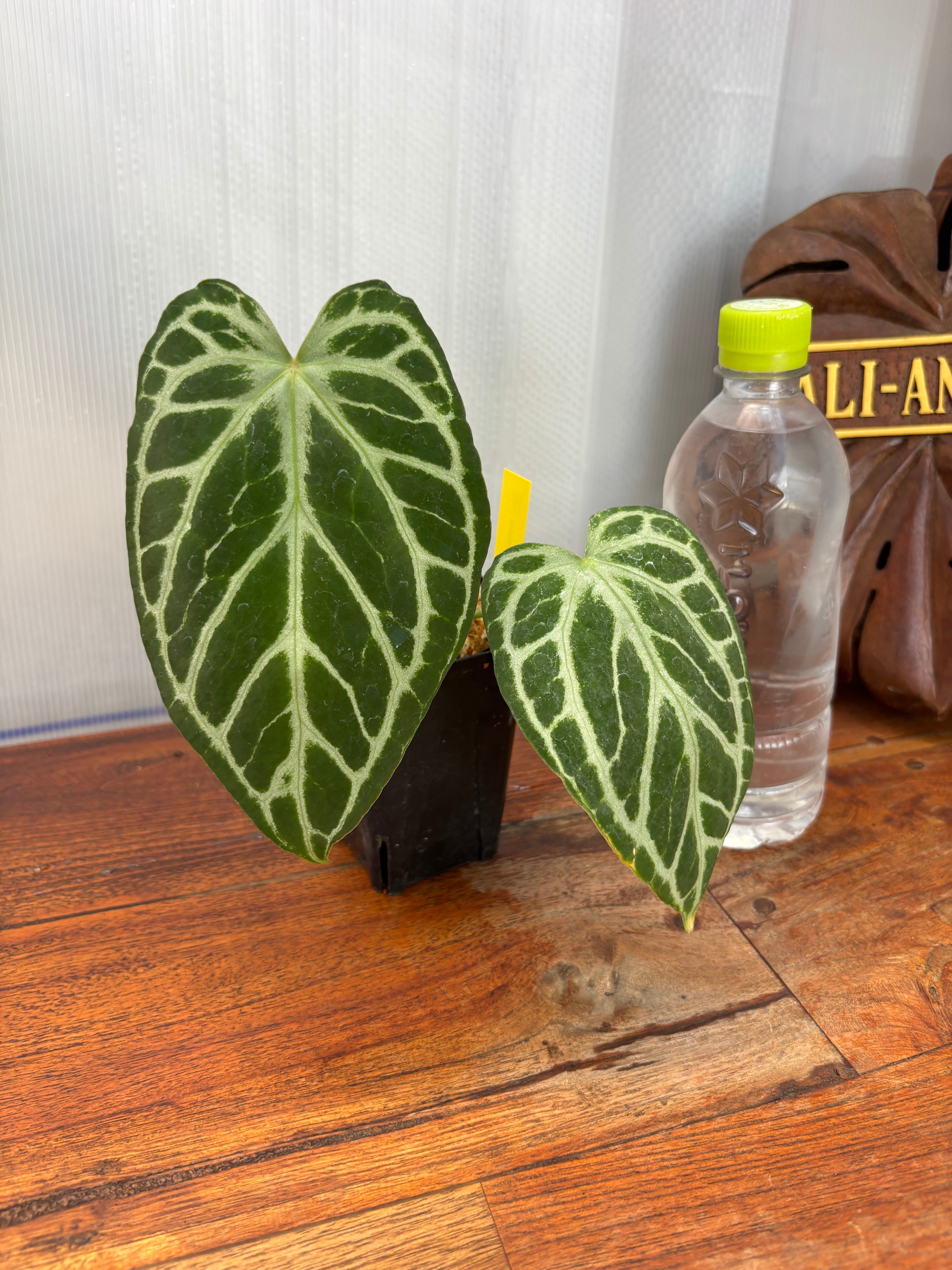 Anthurium | BALI-AN 園芸