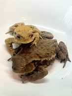 アズマヒキガエル大　1匹