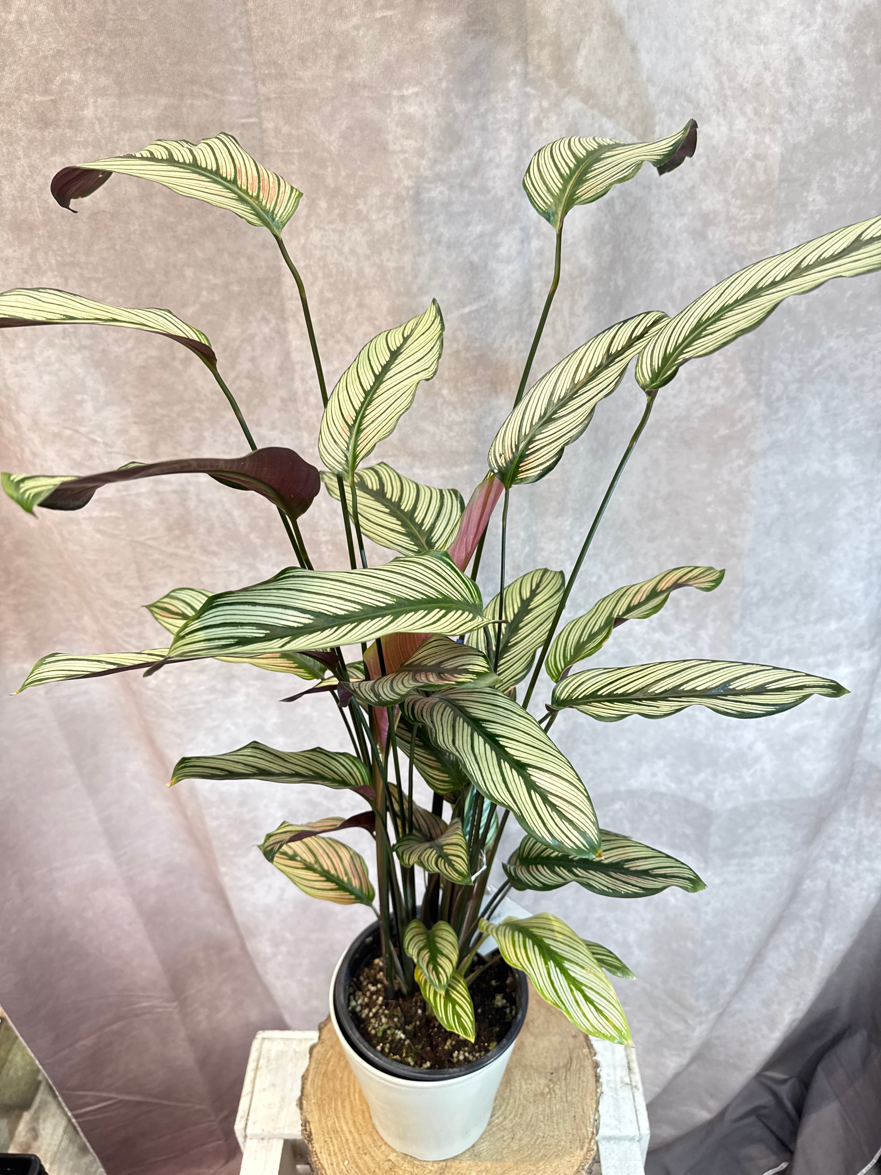 【お問合せ・確認用】植物全般（多肉、球根、水草、熱帯植物等） Gardenえん 【観葉熱帯植物】
