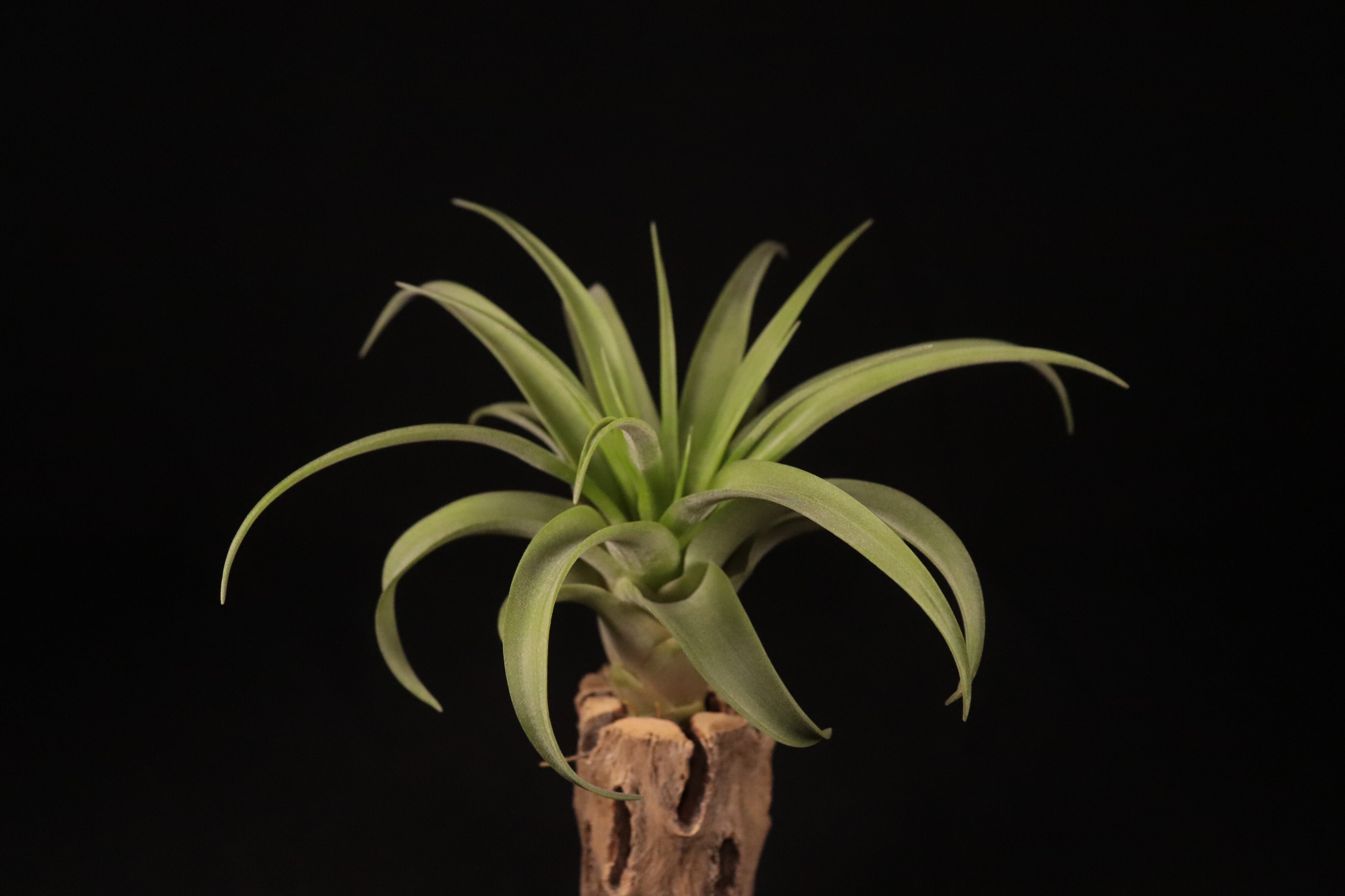 送料無料】'Makkala'〔エアプランツ〕現品発送T4397 | plane plants