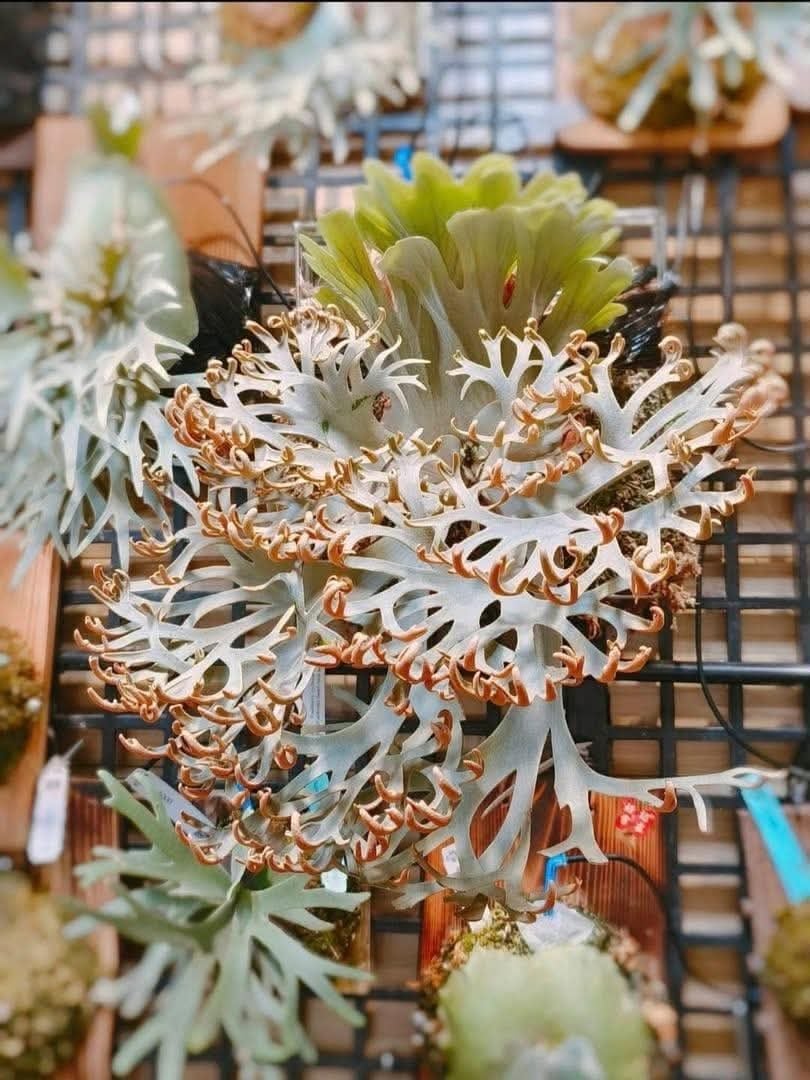 c) P. willinckii 'Mew' x P. willinckii 'Snow' ⑤ ビカクシダ