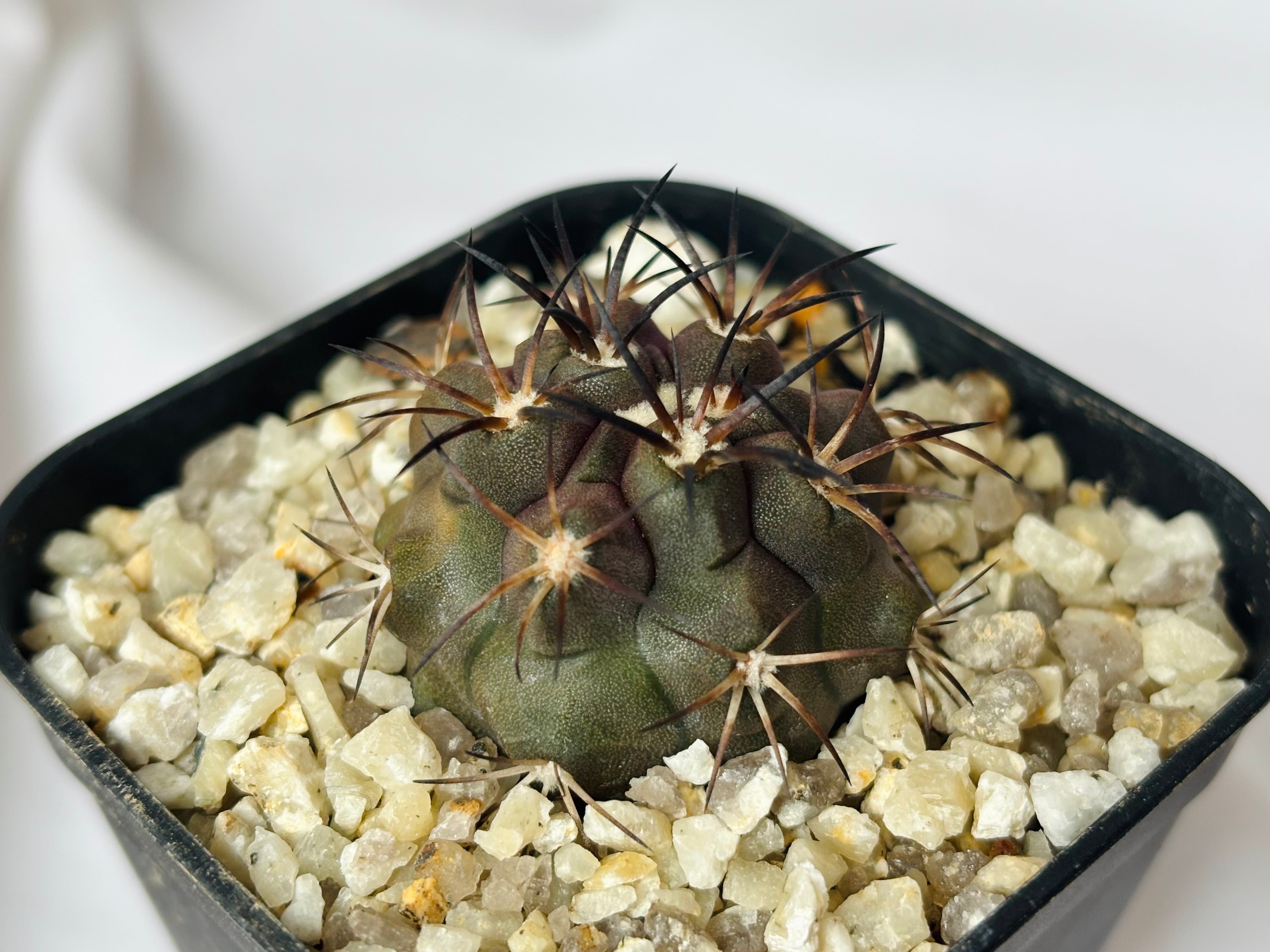 コピアポア デュラ 銅鑼丸 実生 dura valiem spicygem コピアポア デュラ 銅羅丸 実生 サボテン コピアポア デュラ 銅鑼丸