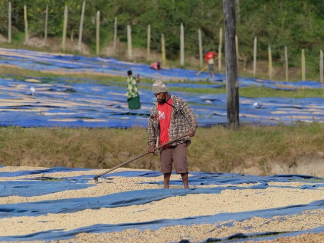 ブルマンとキリマンの融合【パプア・ニューギニア】ボカ農園・ウォッシュド -Top of Specialty ★★★★-