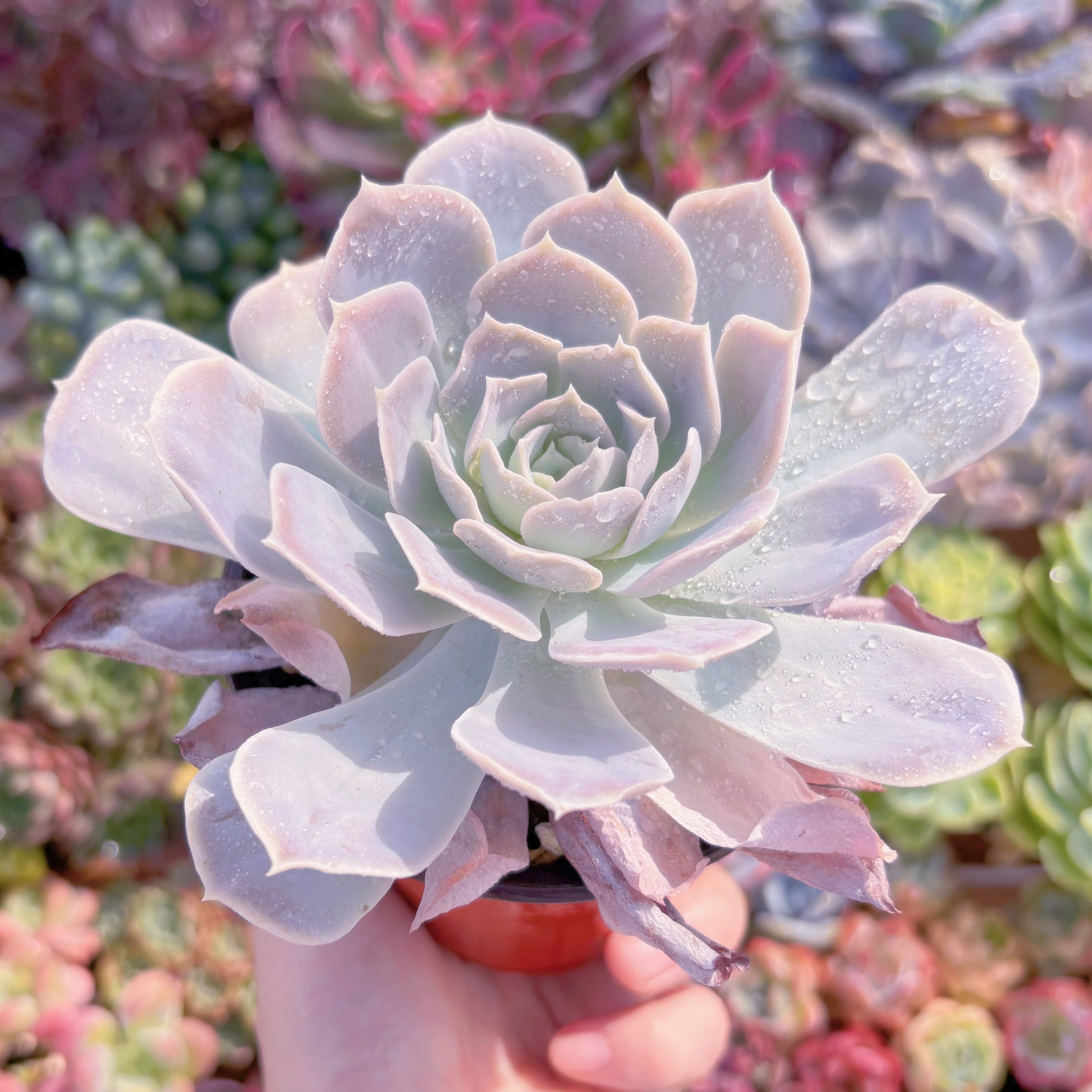 現品 ルンヨニー サンカルロス#039 大苗 るる農園 | るる農園~多肉植物専門