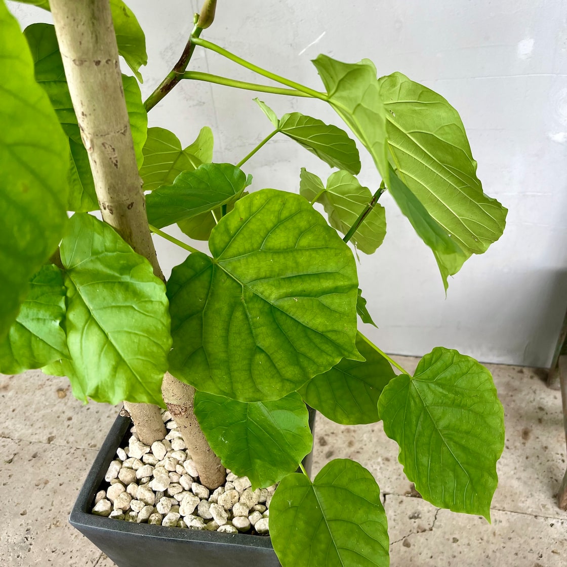 大型 フィカス ウンベラータ 陶器鉢 植え込み発送 | Pay ID