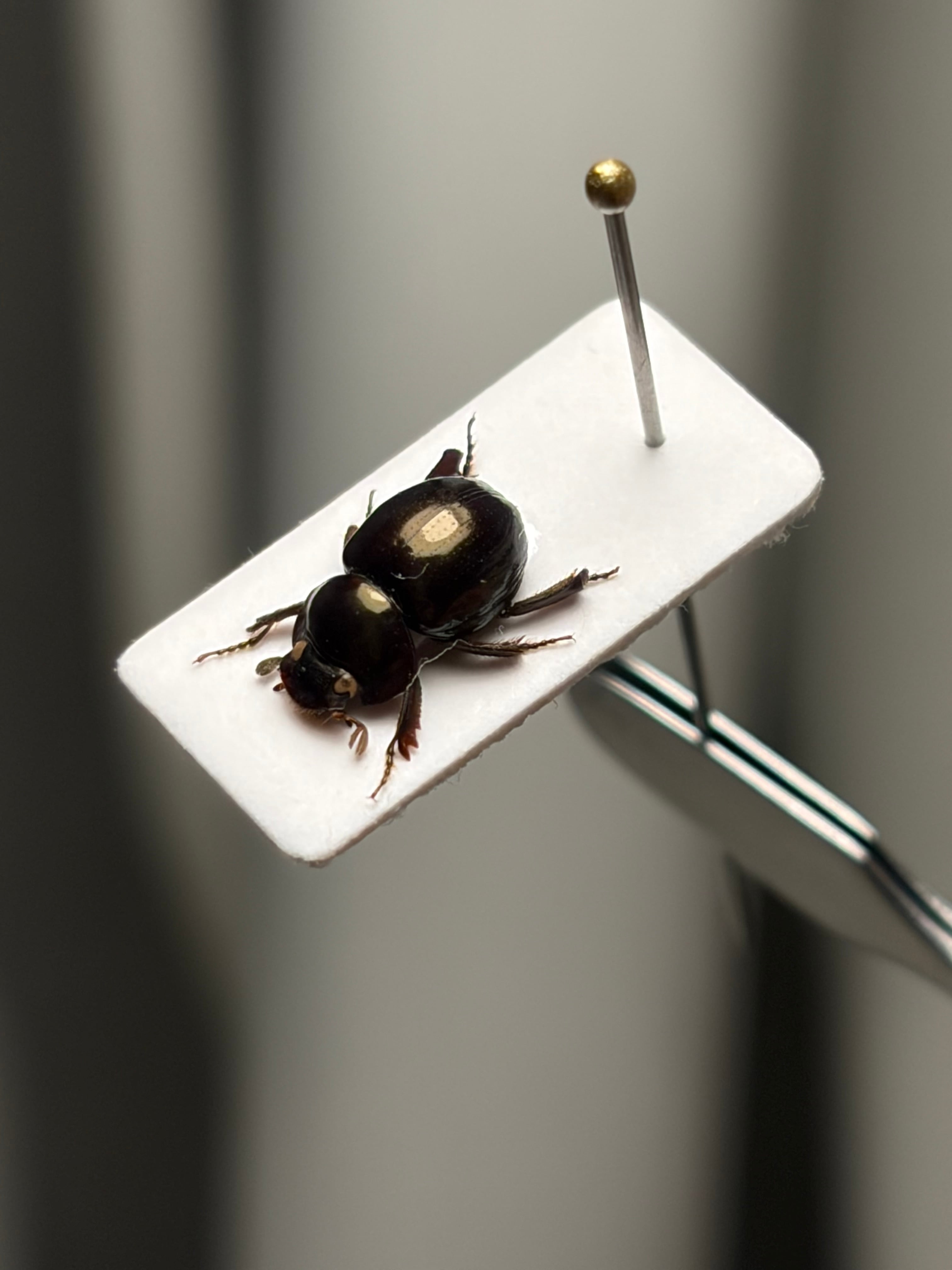 LAST】巨大なマンマルコガネ ブラックフォーム 標本 とんでもない甲虫