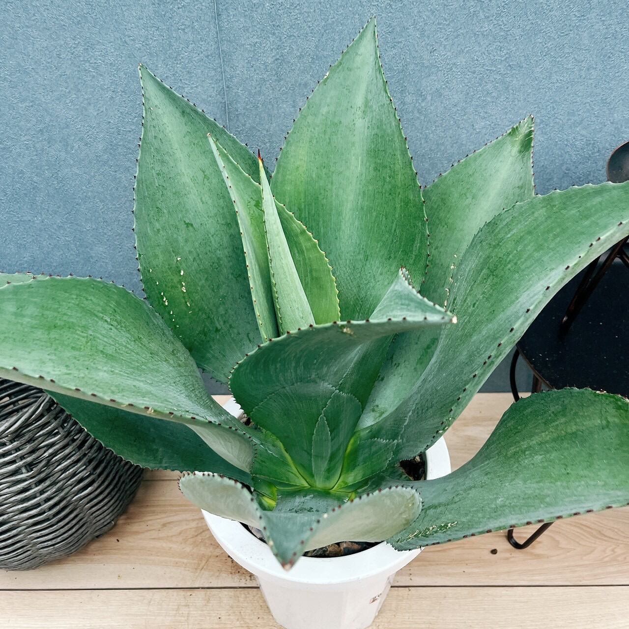 現品］10番 アガベ セルシー 8号 観葉植物 レア 斑入り 大型 綺麗 屋外