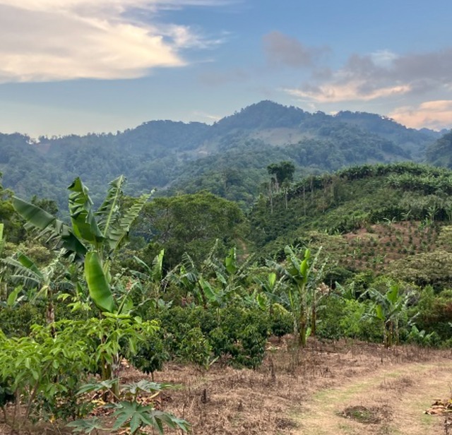 Nicaragua Los Altiplanos Estate Java【200g】