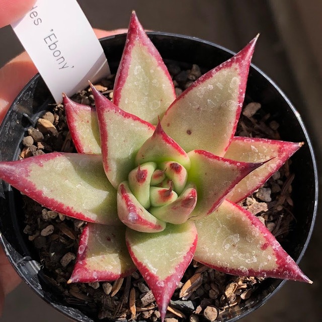 原種エボニー Echeveria agavoides 'Ebony'