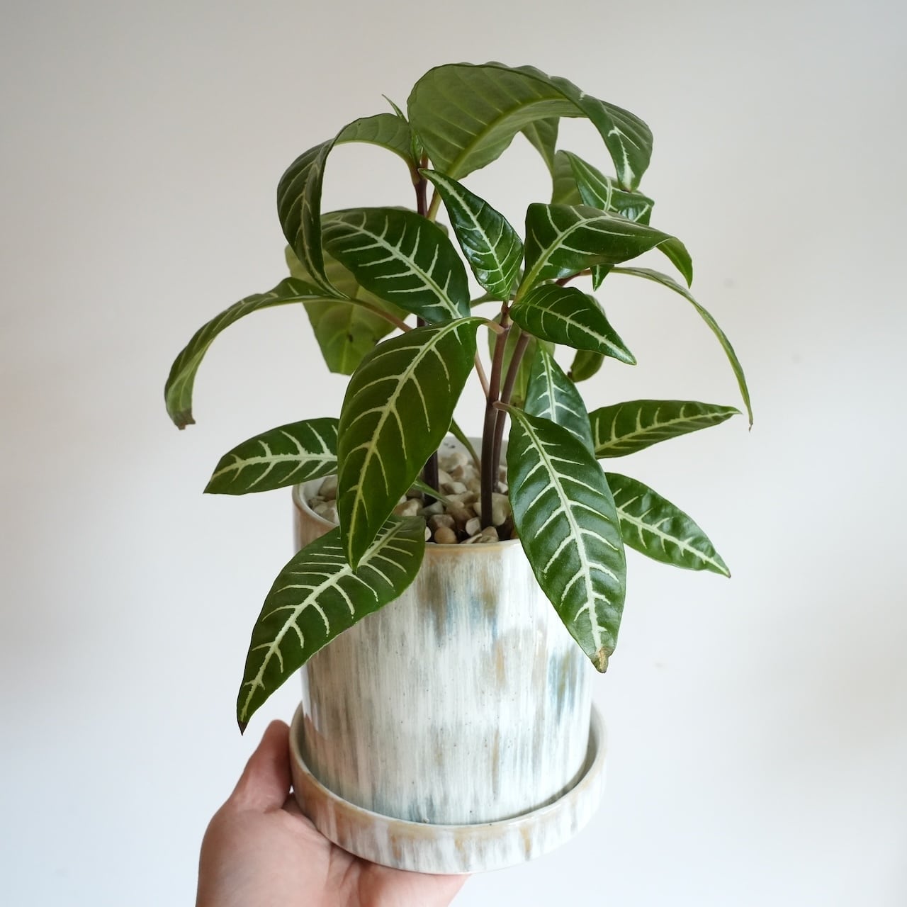 送料込み】観葉植物 アフェランドラ トロピコ 4号サイズ 陶器鉢 | 草陽香