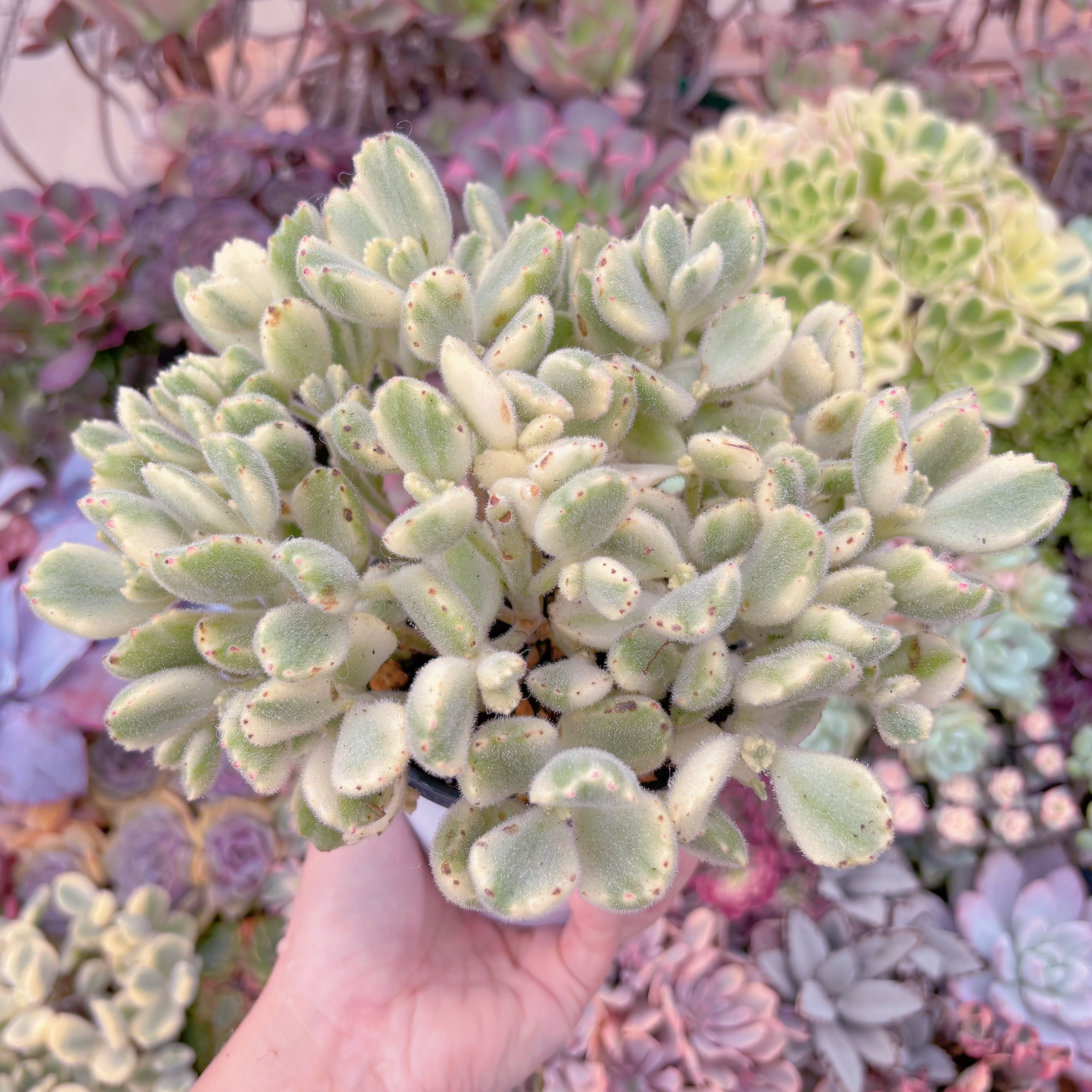 現品　白熊#689　特大群生　新入荷　るる農園