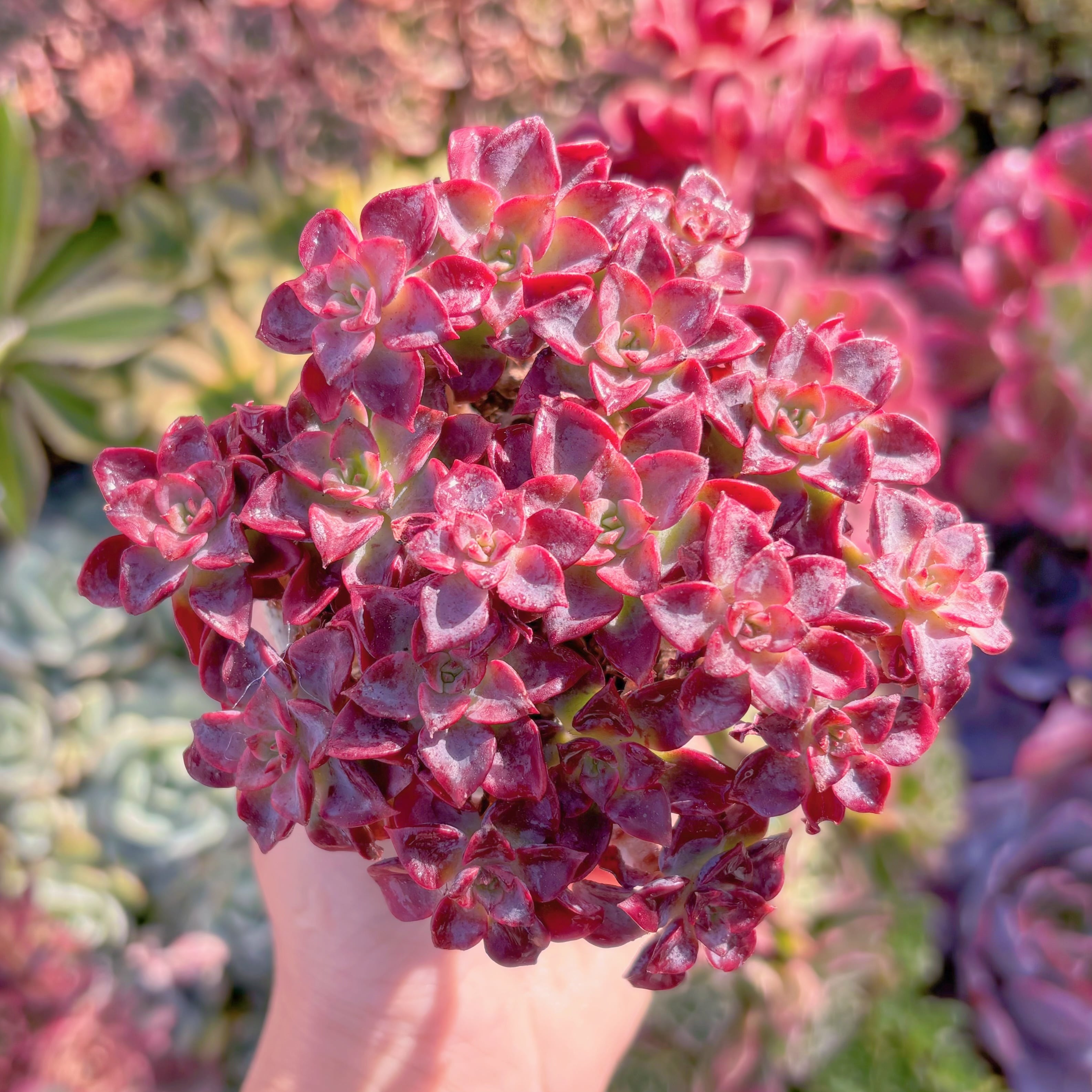 多肉植物　ノーブル　群生　新入荷　るる農園