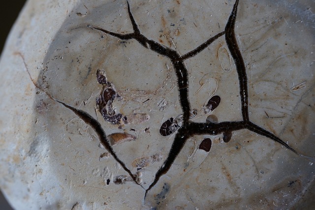 セプタリア　Septaria　⑦