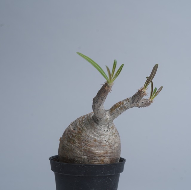 パキポディウム グラキリス no. 2〈発根済み〉