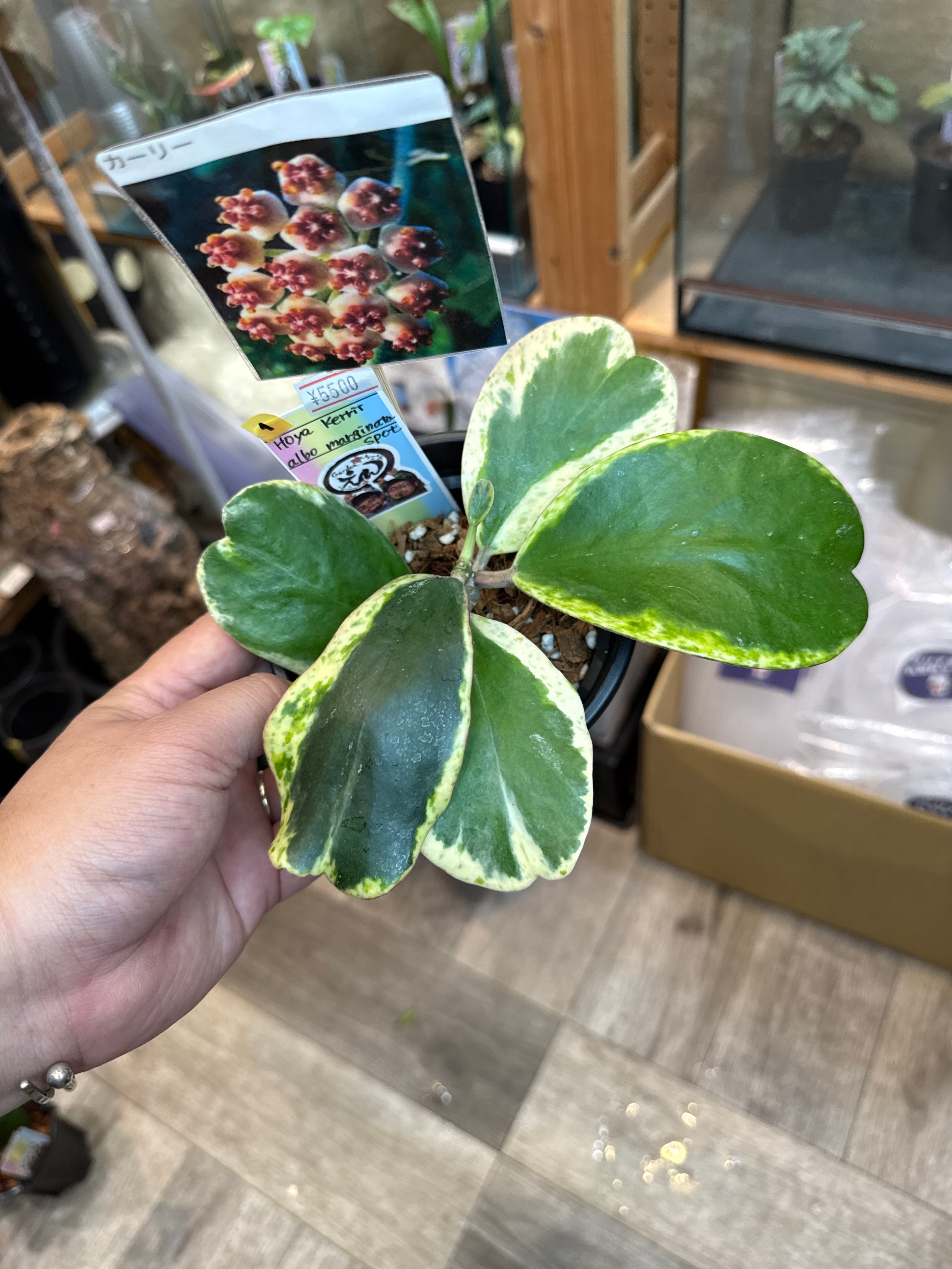 ① Hoya Kerrii alao marginata spot / カーリーアルボマルギナータ