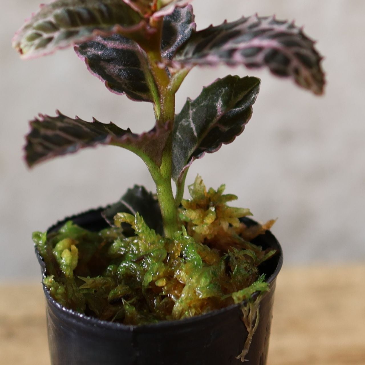 229『ラビシア リアウスマトラ Labisia sp.Riau sumatera』＿観葉植物