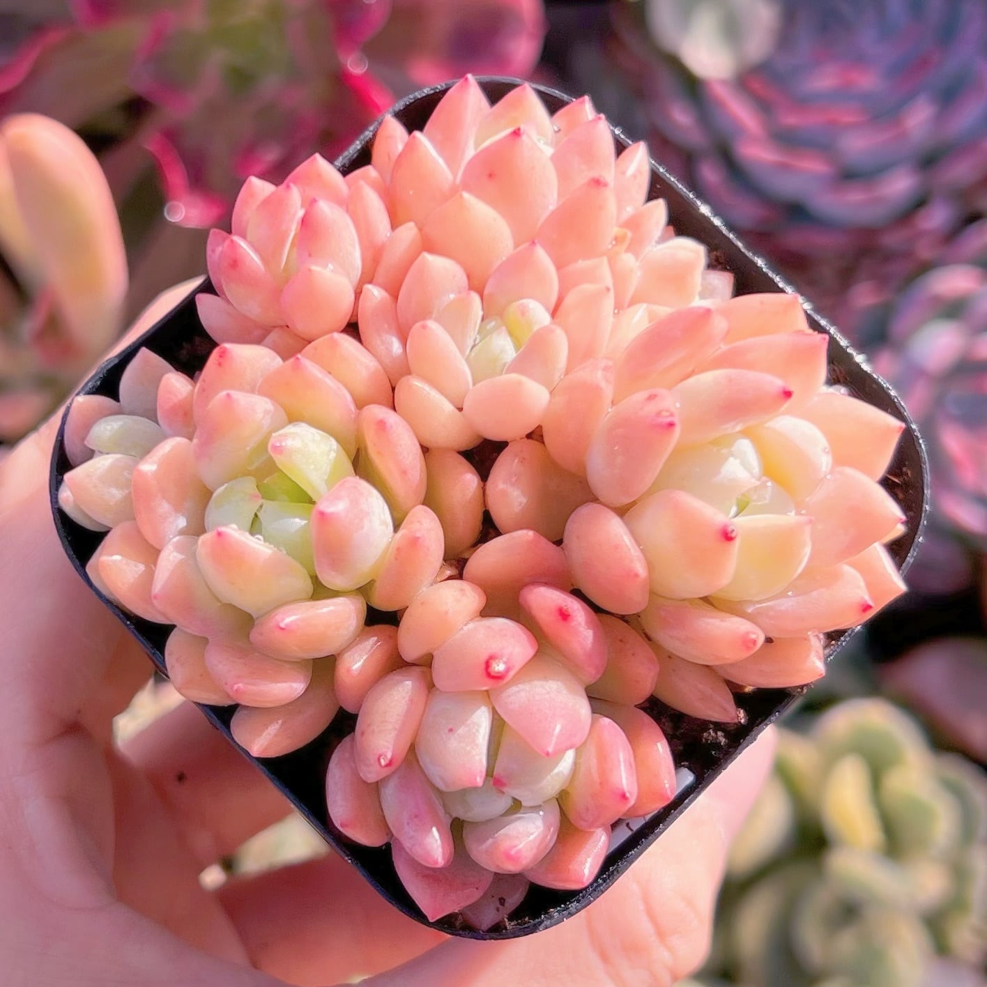 現品　プロリフェラxラウル#882   るる農園