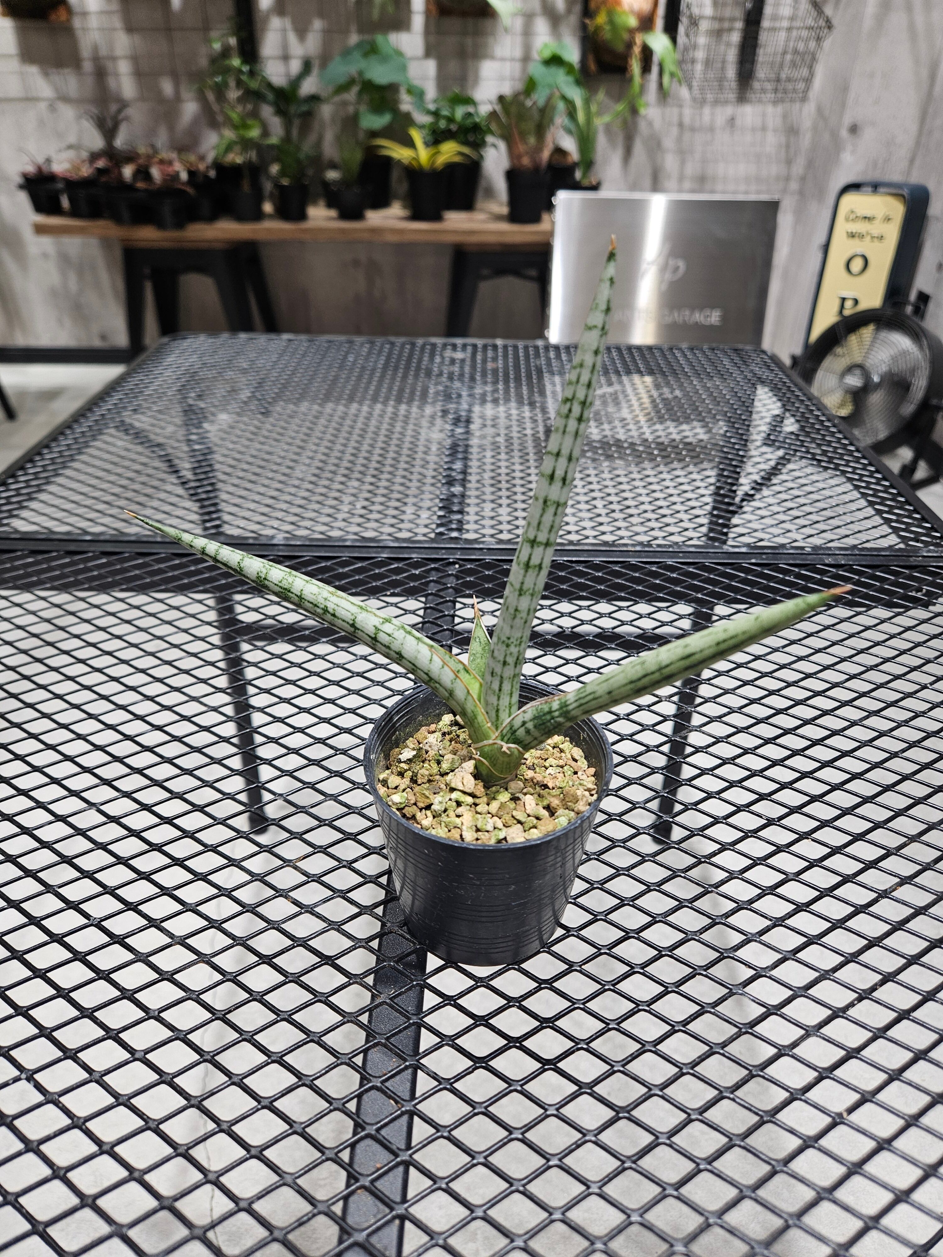 Sansevieria Trident 【artPLANTs/PLANTS GARAGE】 サンスベリア