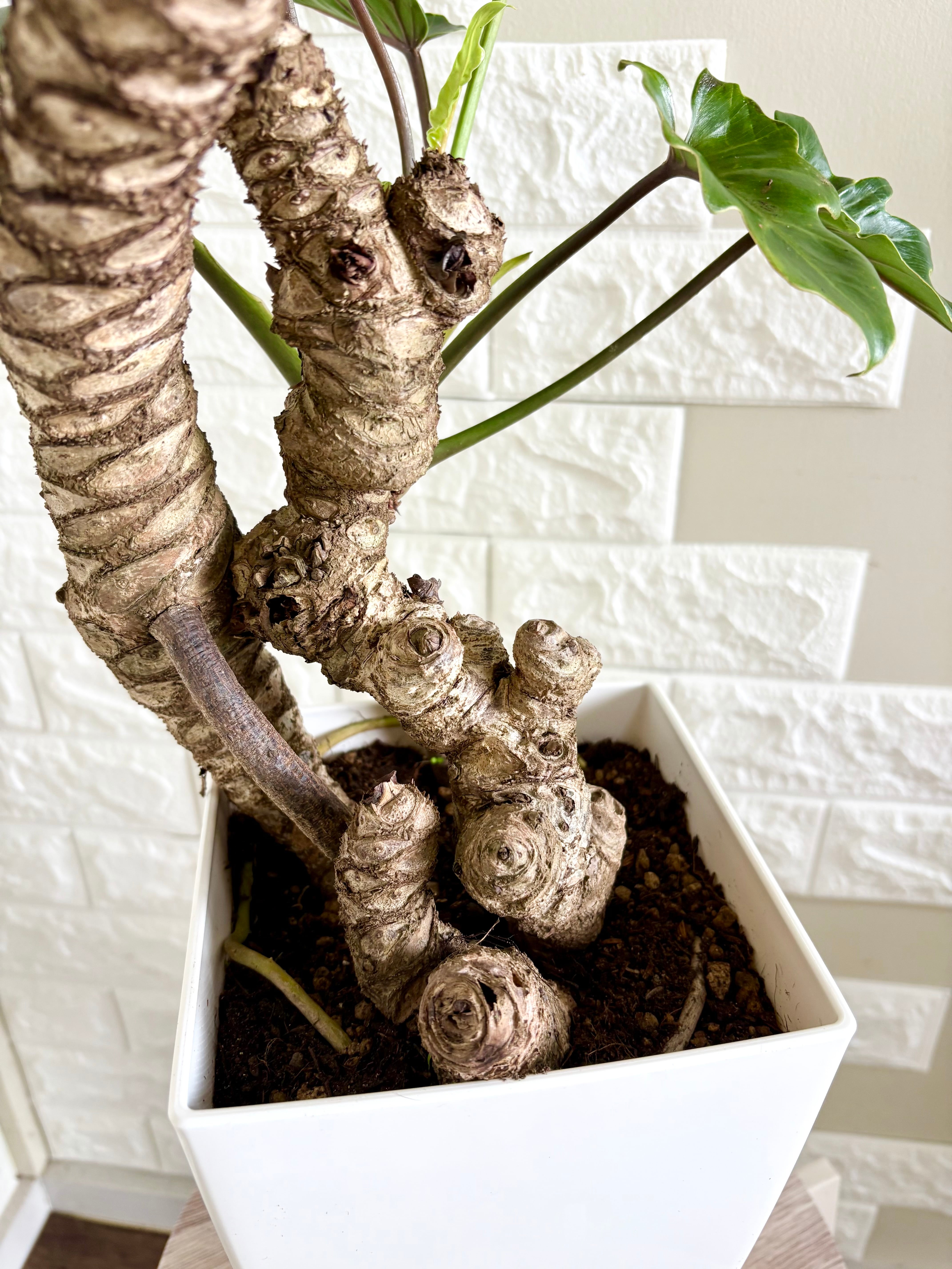 現品】フィロデンドロン クッカバラ 幹立ち 観葉植物 | 観葉植物のお店