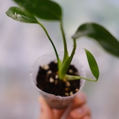 モンステラ バールマルクスフレーム / Monstera 'Burle Marx's Flame⑦