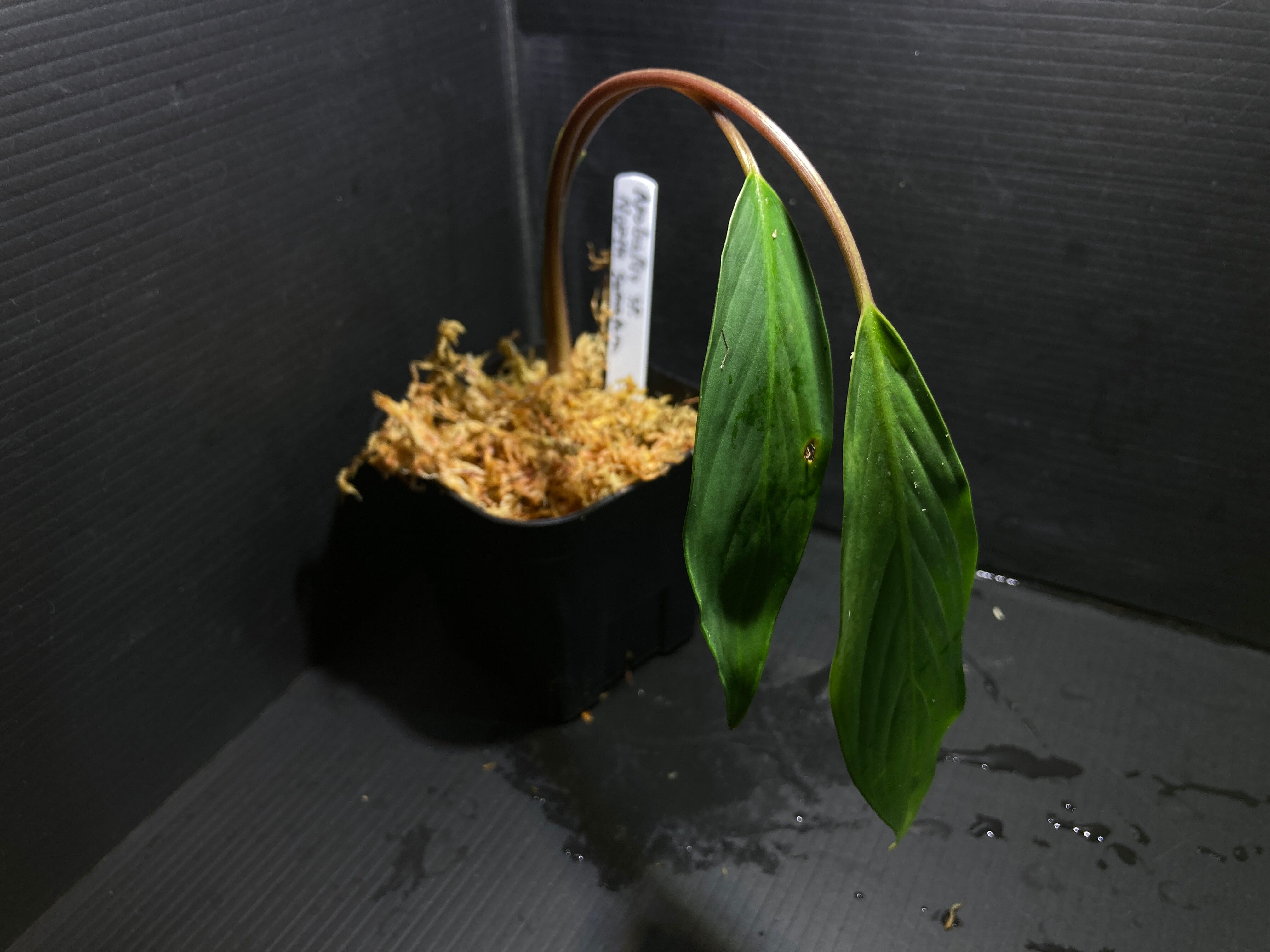 Bucephalandra sp.Kedagang Pink Variegata（ブセファランドラsp.クダ
